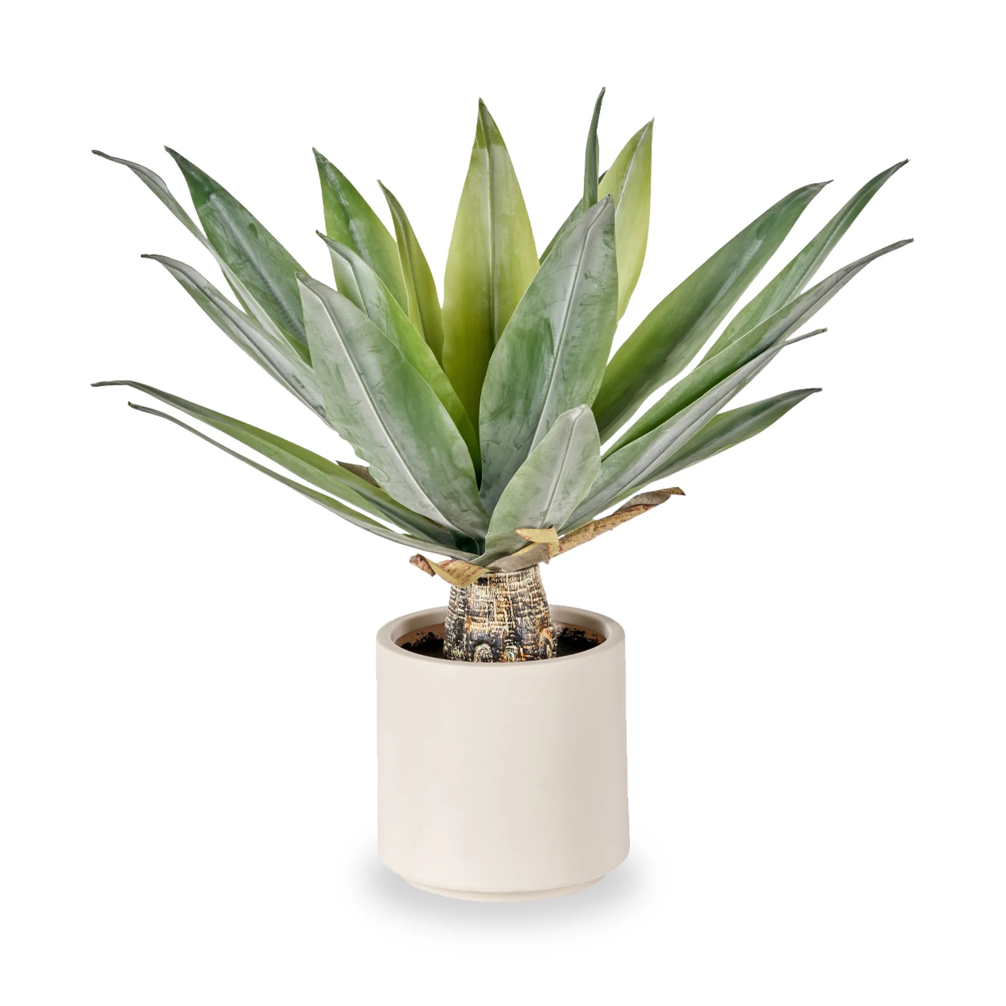 Agave Plant in Pot - Image 2
