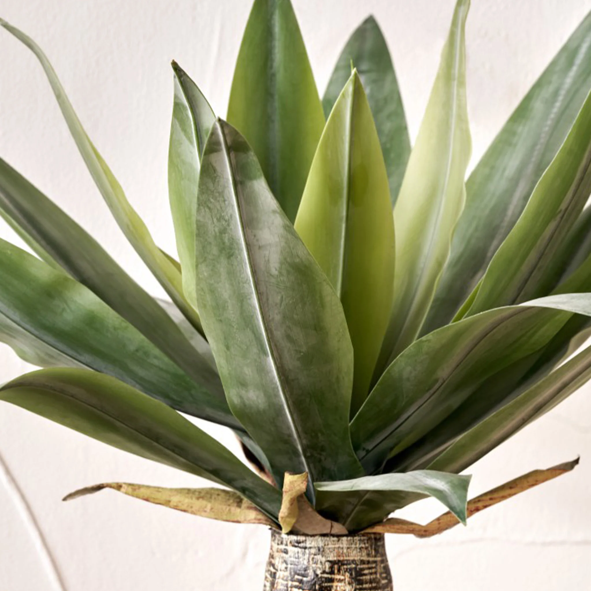 Agave Plant in Pot - Image 3