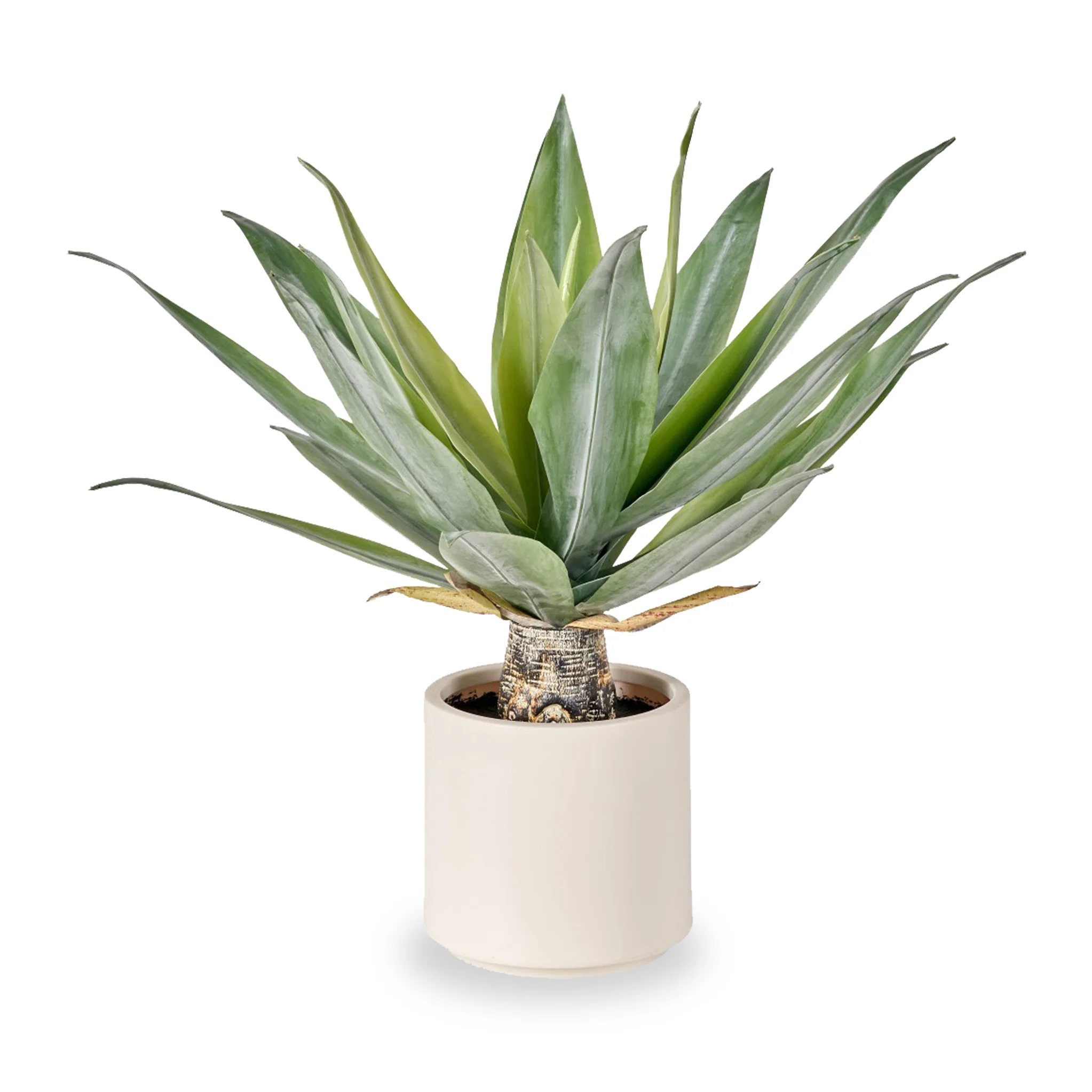 Agave Plant in Pot - Image 4