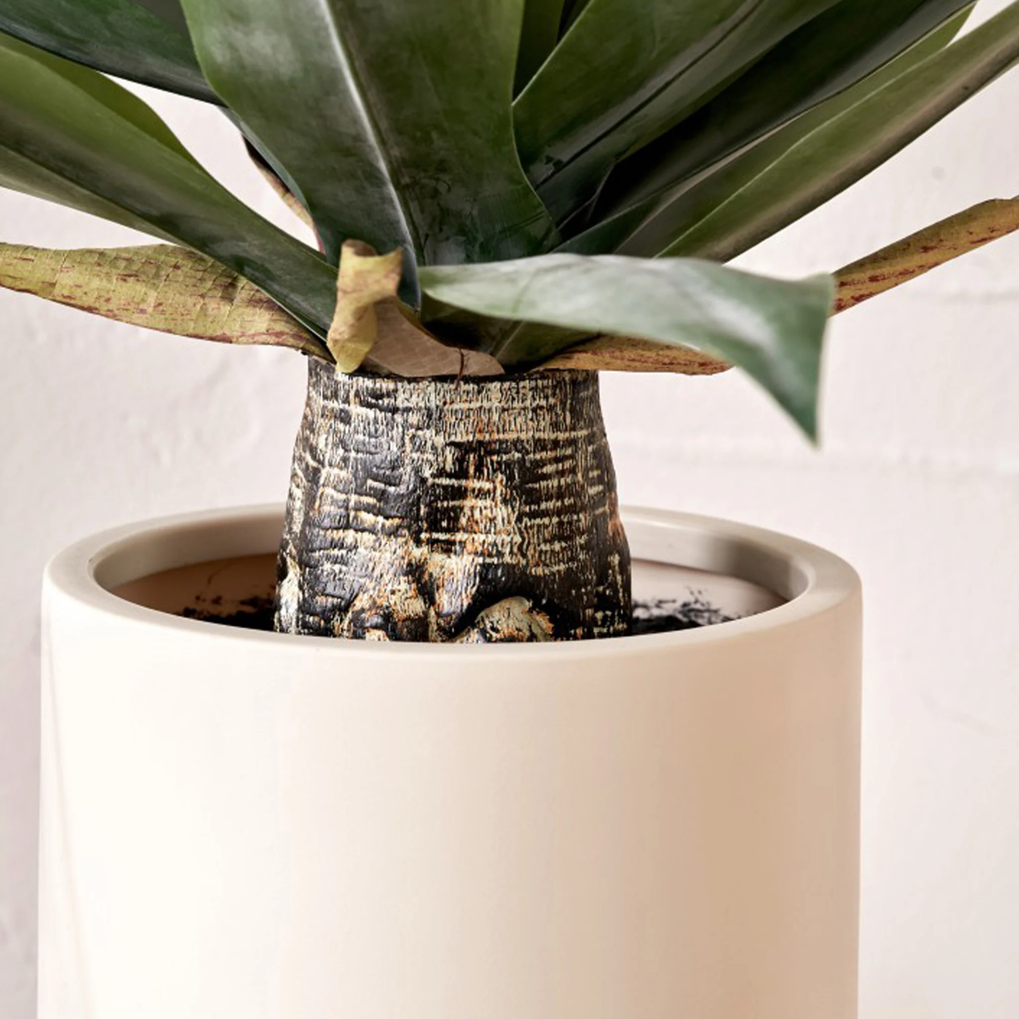 Agave Plant in Pot - Image 5
