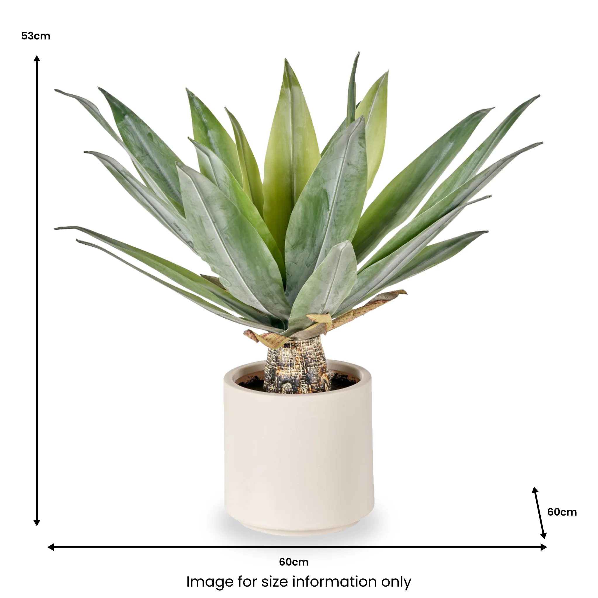 Agave Plant in Pot - Image 7