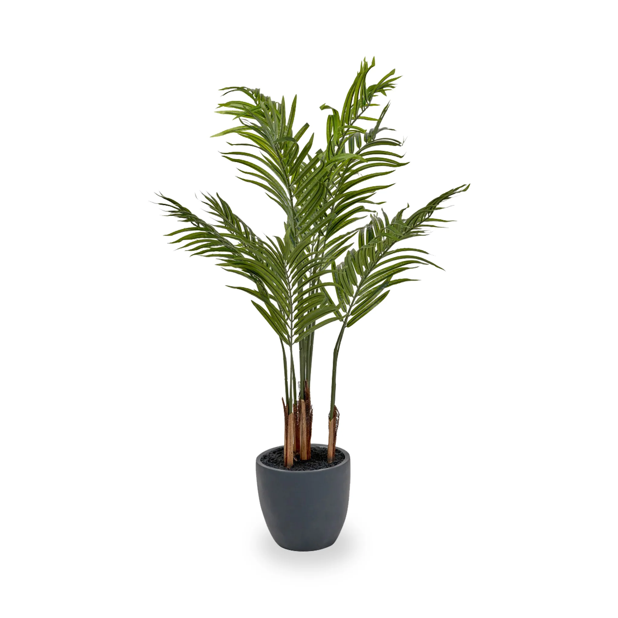 Areca Palm Plant in Pot - Image 2
