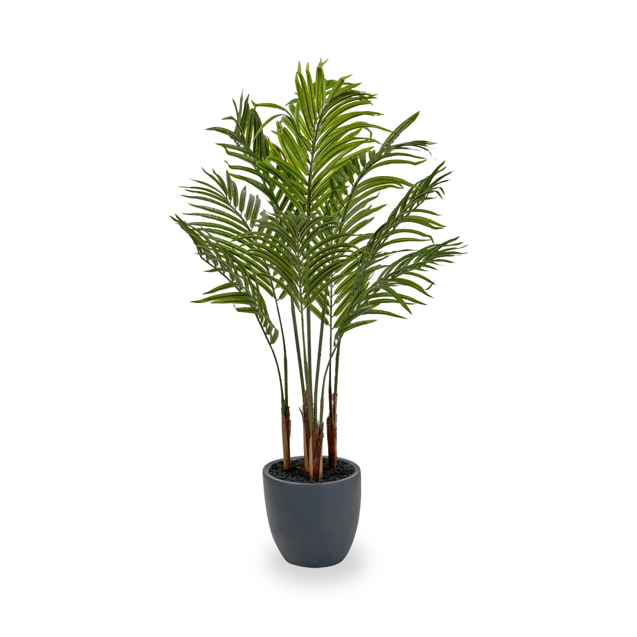 Areca Palm Plant in Pot - Image 3