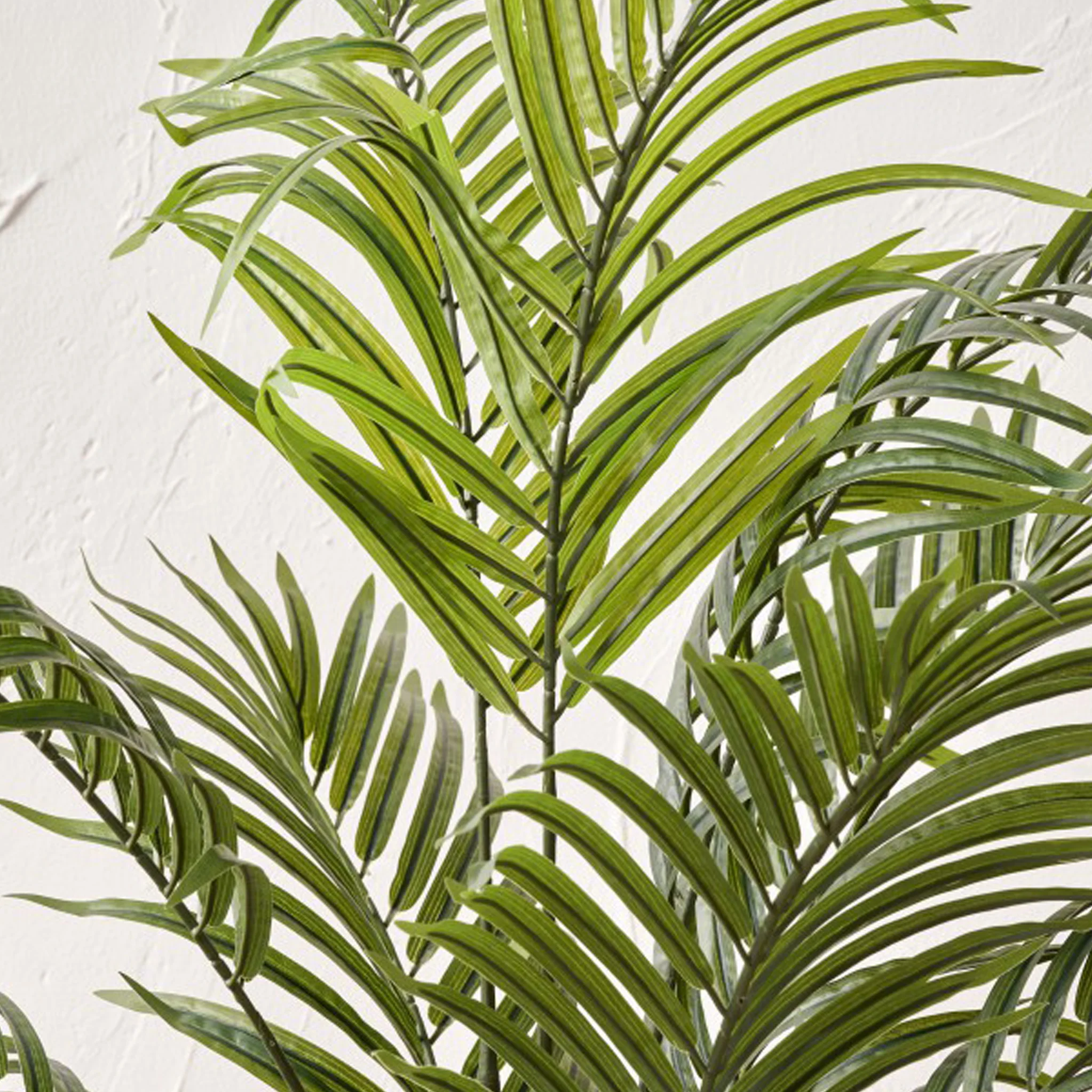Areca Palm Plant in Pot - Image 4
