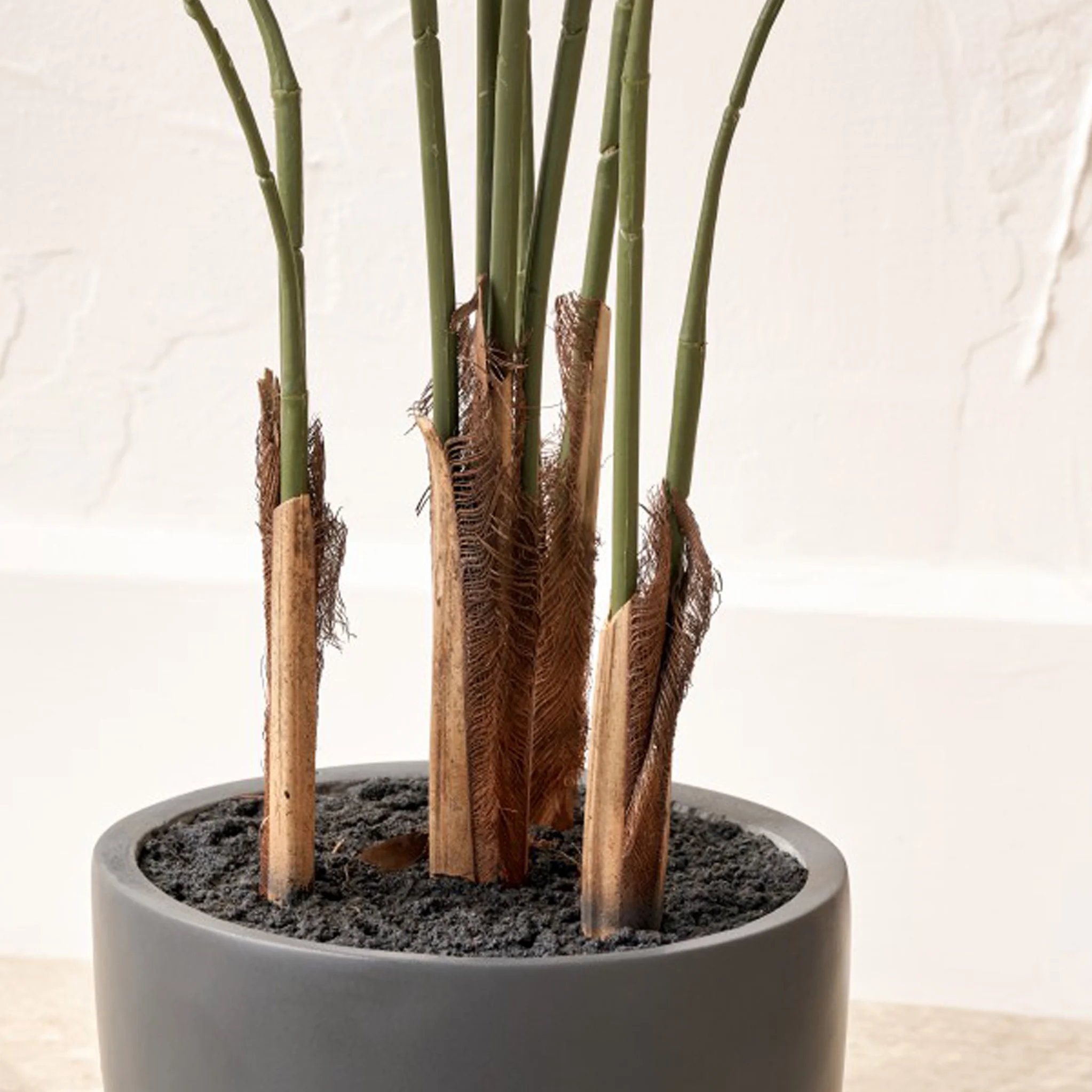 Areca Palm Plant in Pot - Image 5