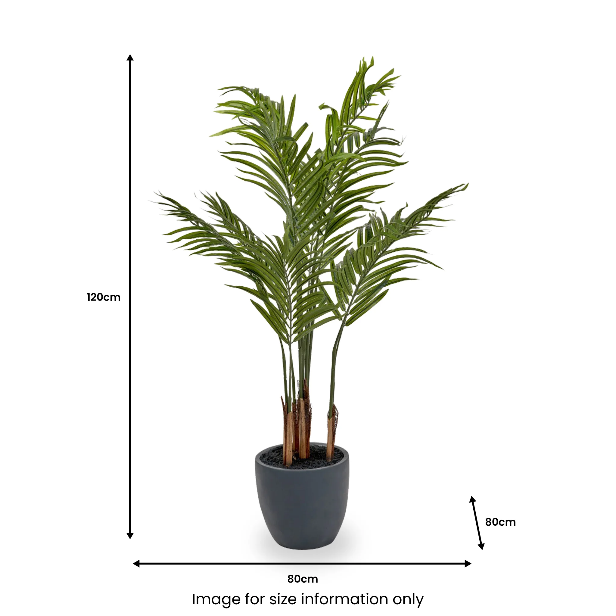 Areca Palm Plant in Pot - Image 7