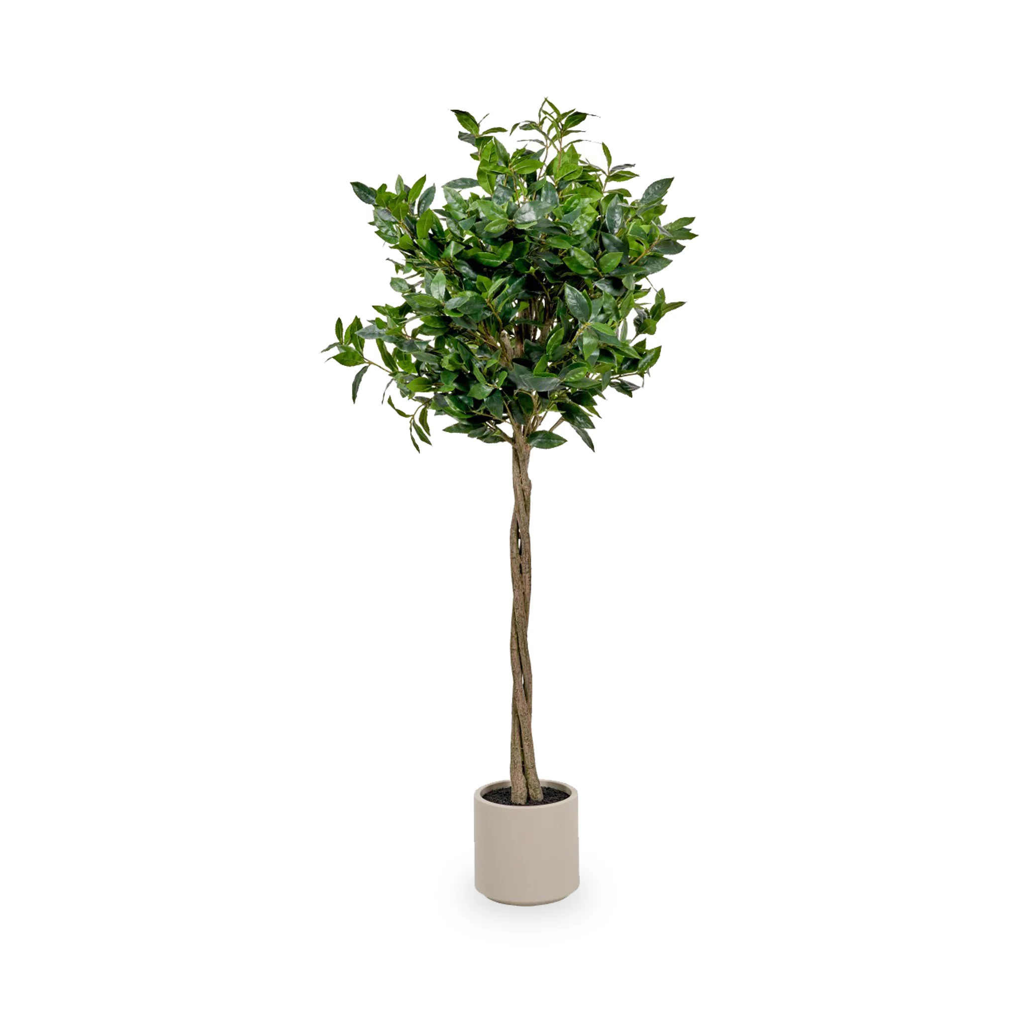 Bay Tree in Pot - Image 2