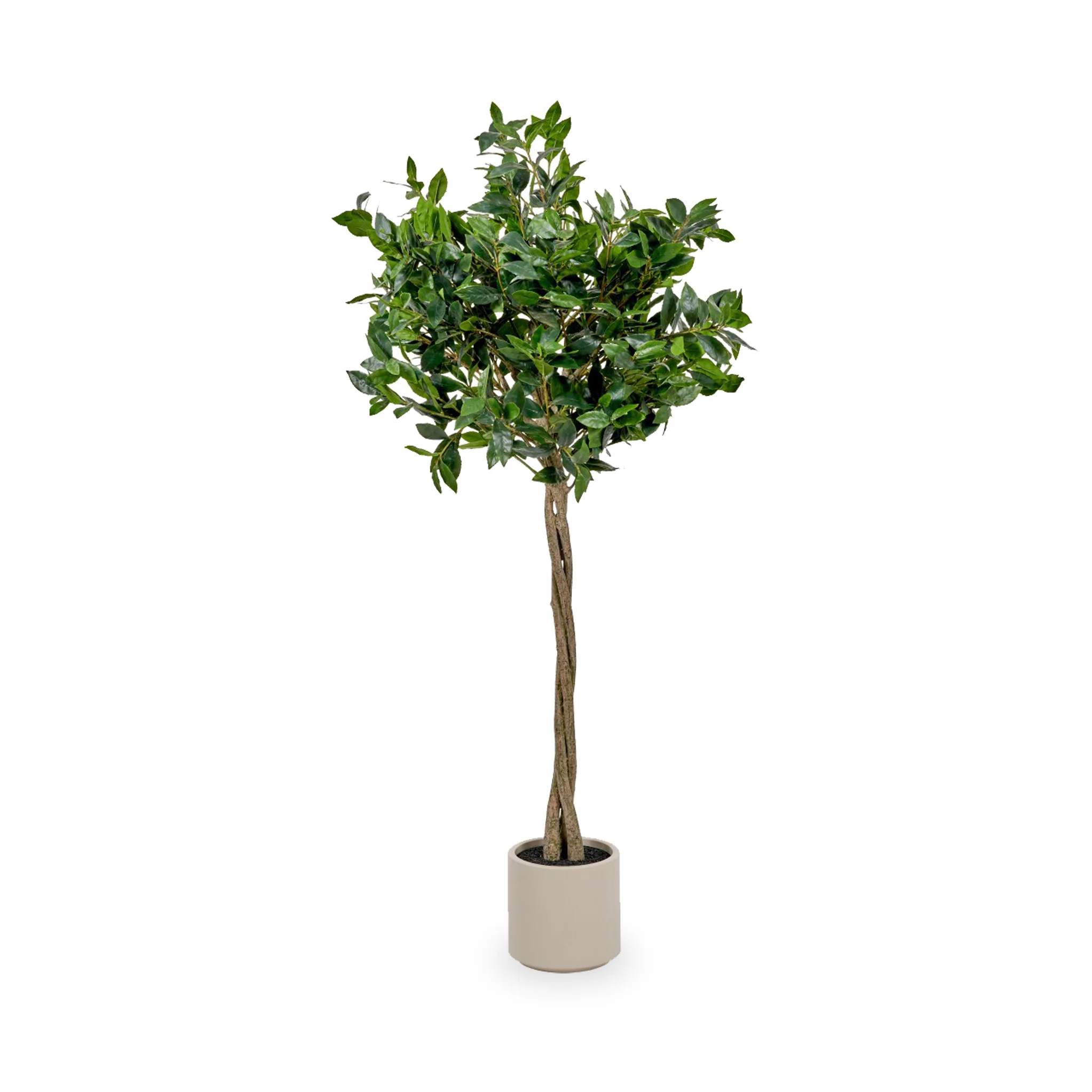 Bay Tree in Pot - Image 3