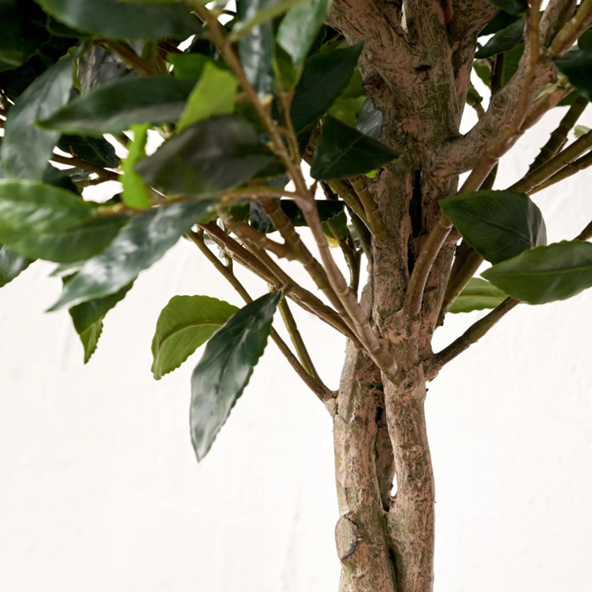 Bay Tree in Pot - Image 4
