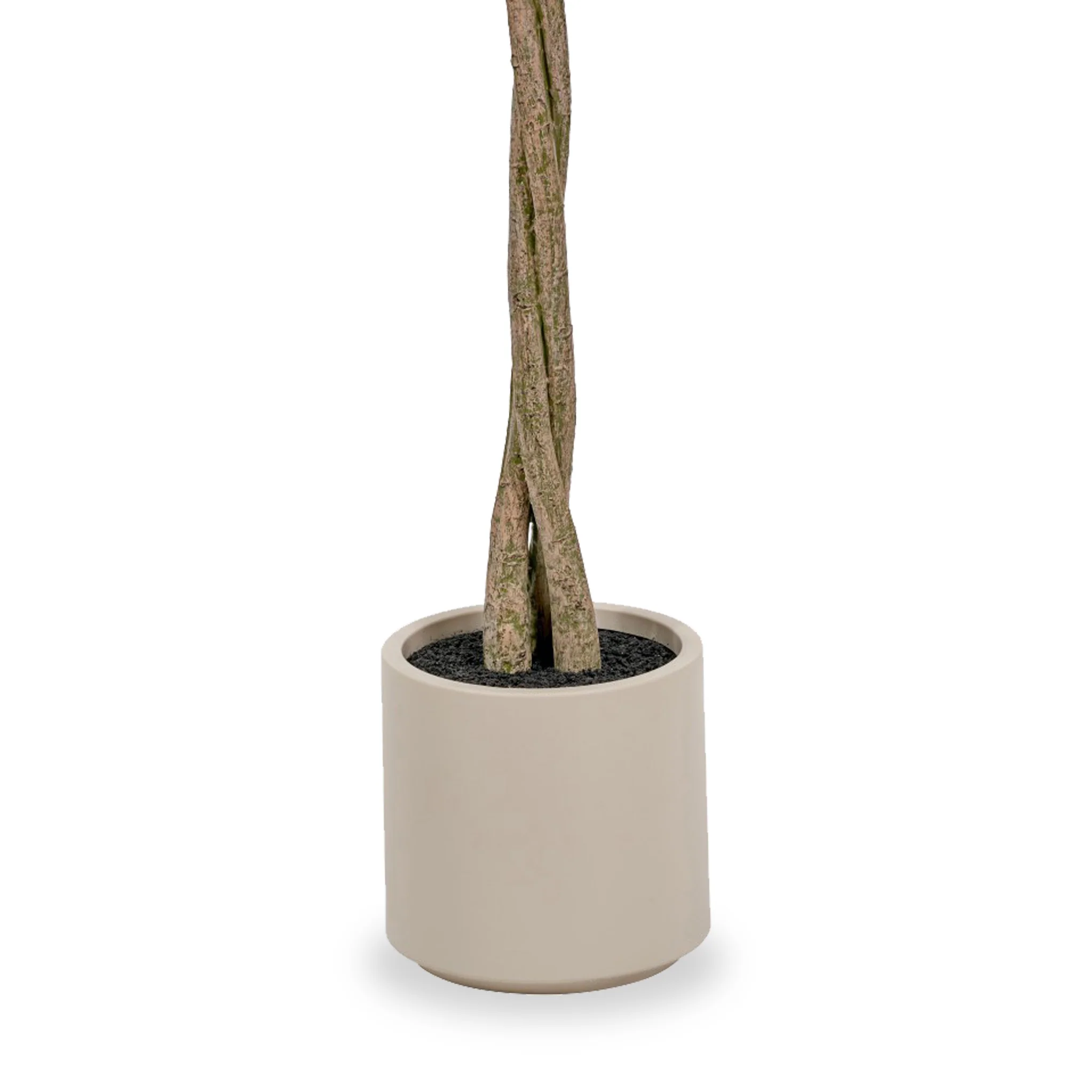 Bay Tree in Pot - Image 5