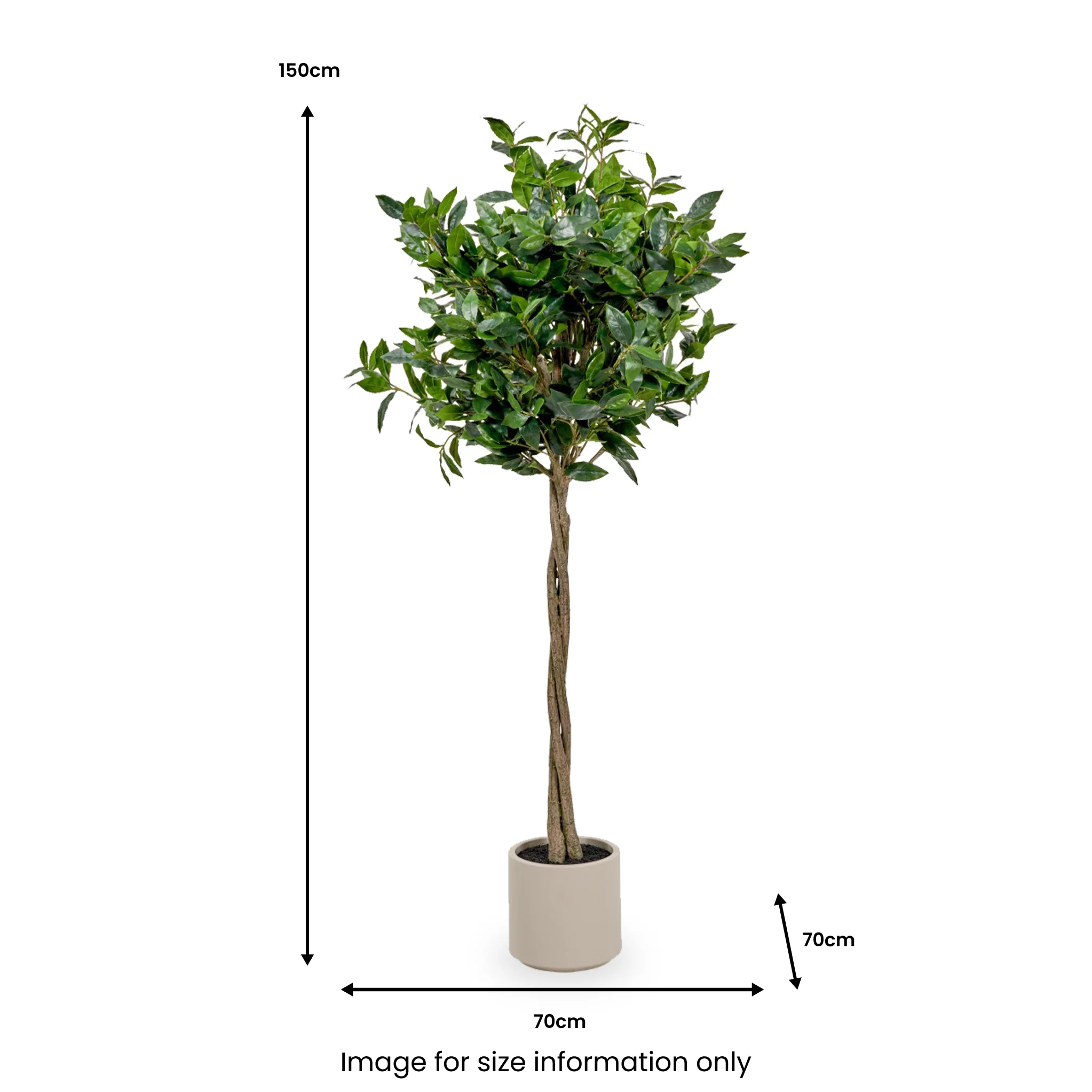 Bay Tree in Pot - Image 7