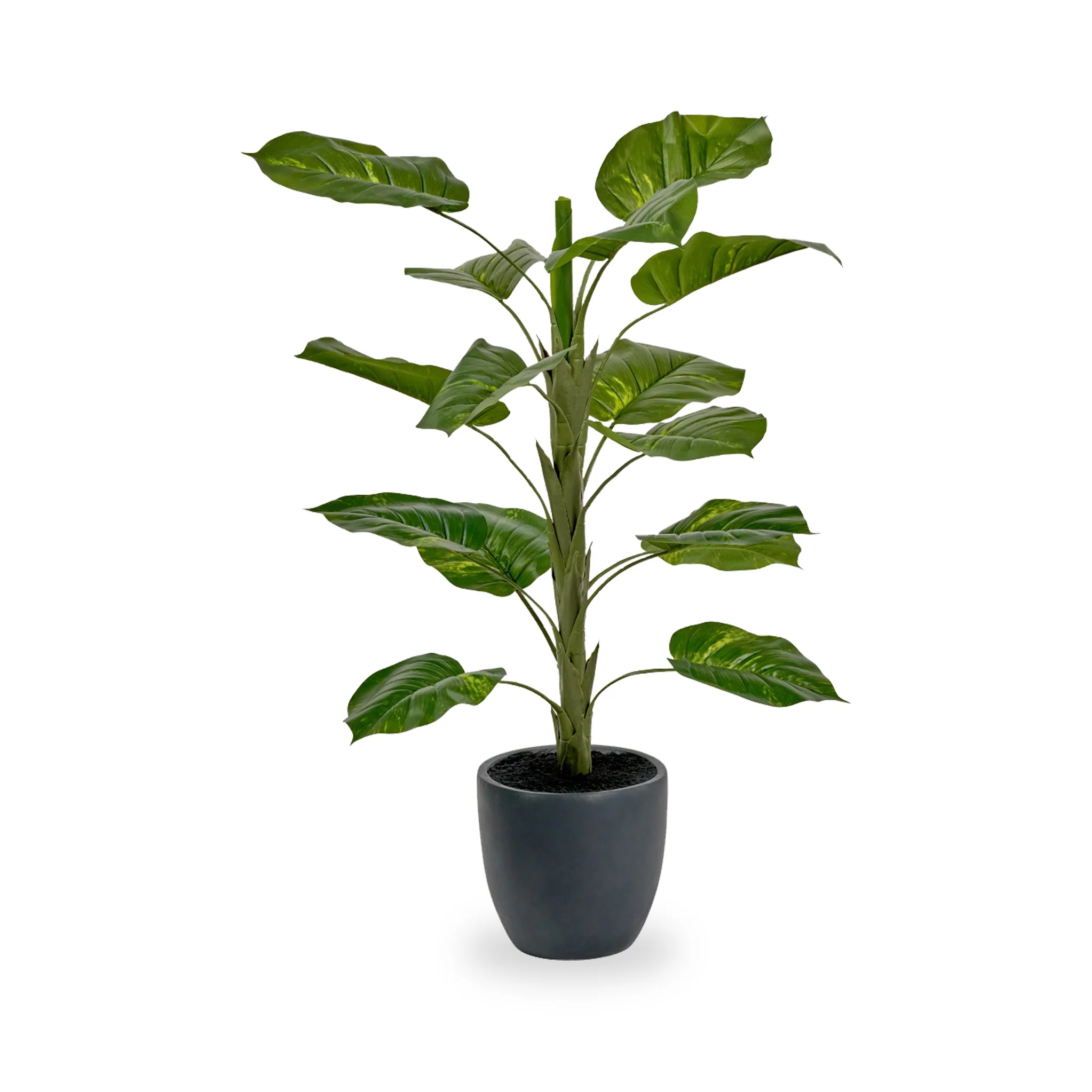 Elephant Ear Plant in Pot - Image 2