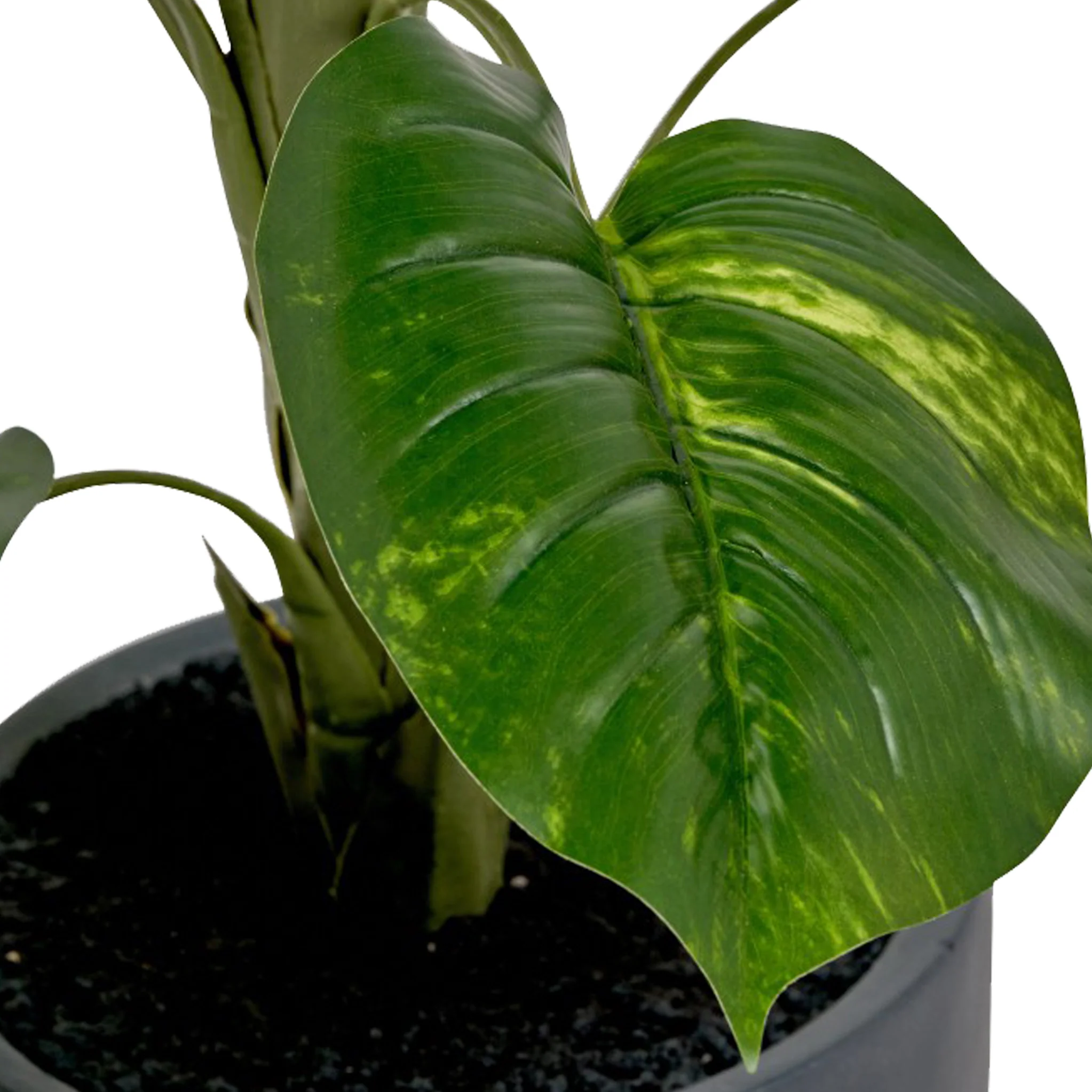 Elephant Ear Plant in Pot - Image 3