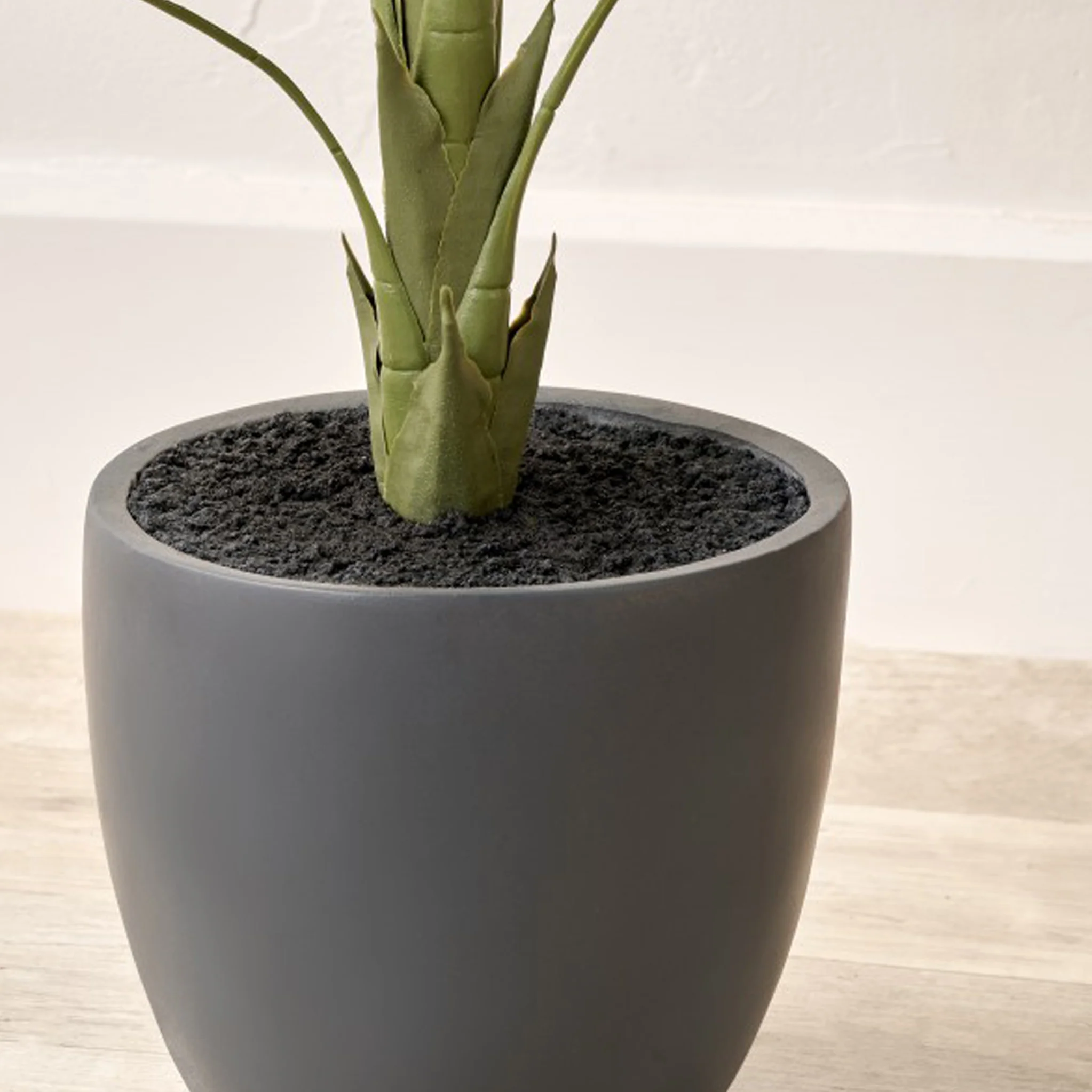 Elephant Ear Plant in Pot - Image 4
