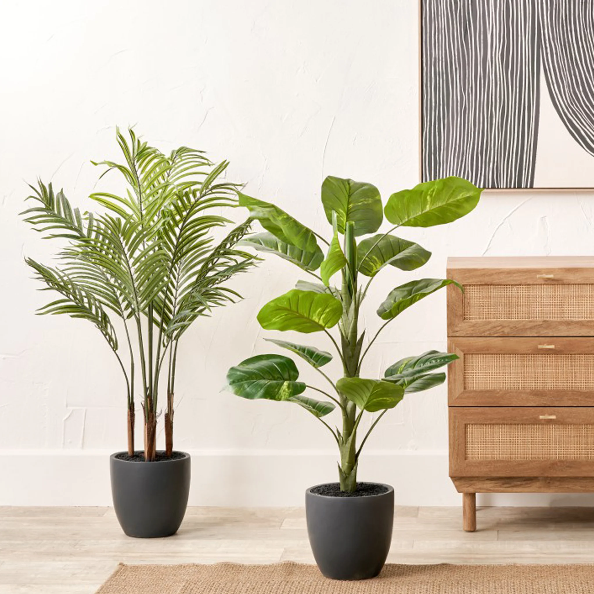 Elephant Ear Plant in Pot - Image 5