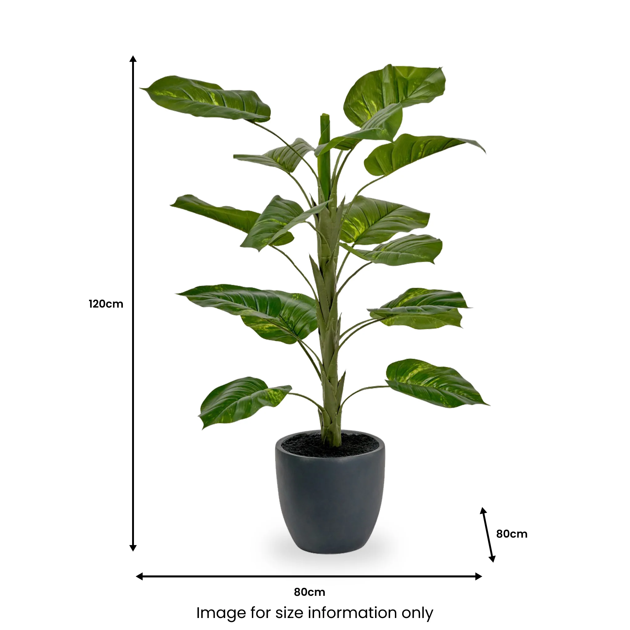 Elephant Ear Plant in Pot - Image 6