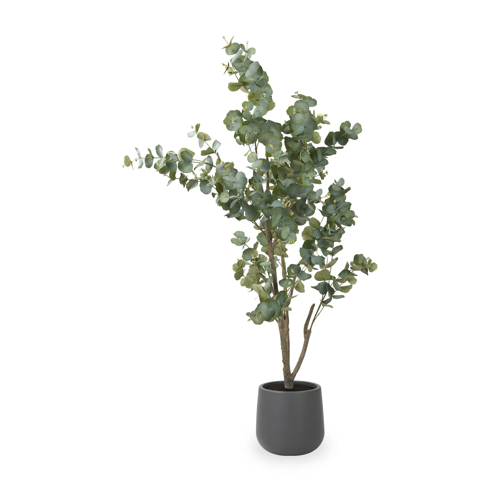 Eucalyptus Tree in Pot - Image 11