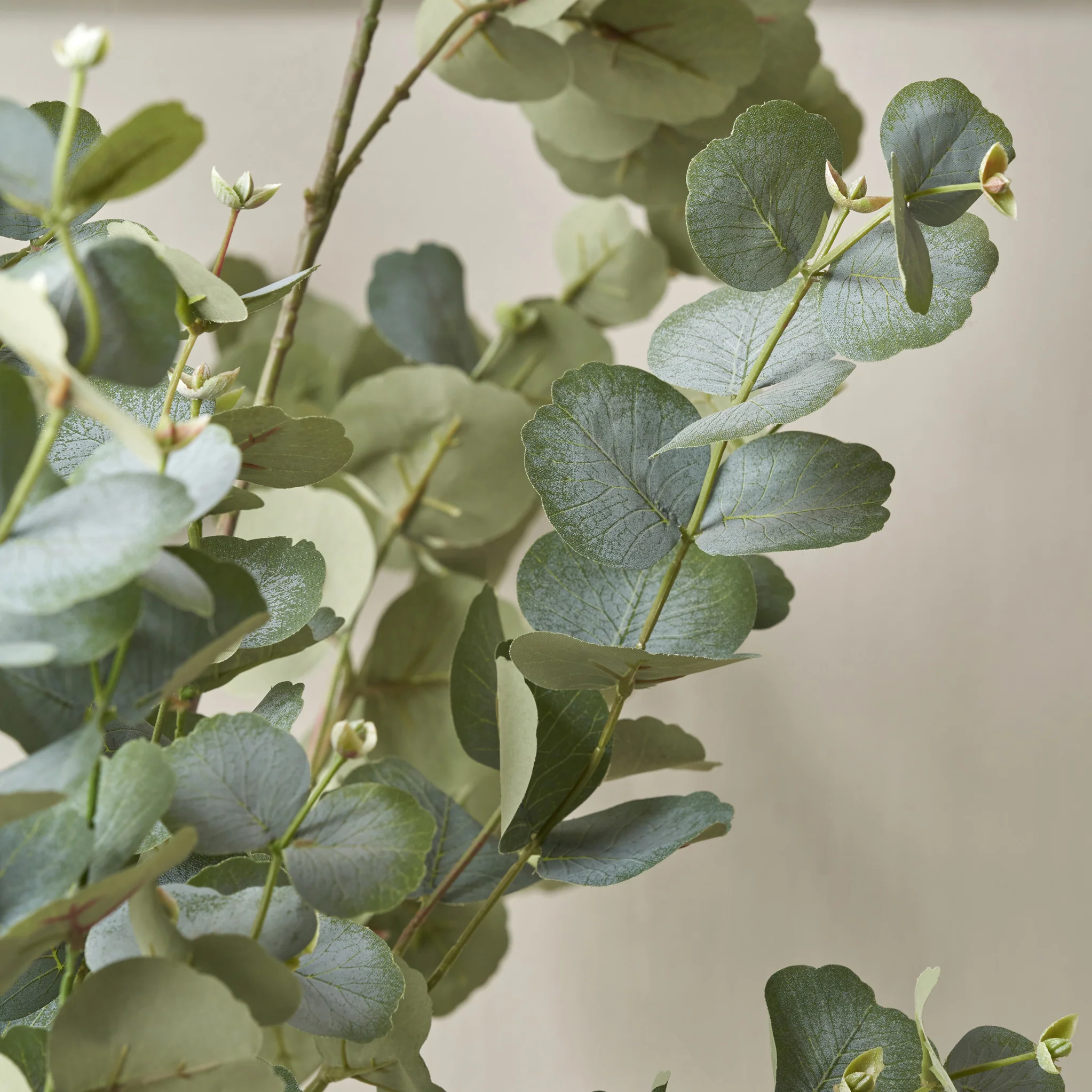Eucalyptus Tree in Pot - Image 12