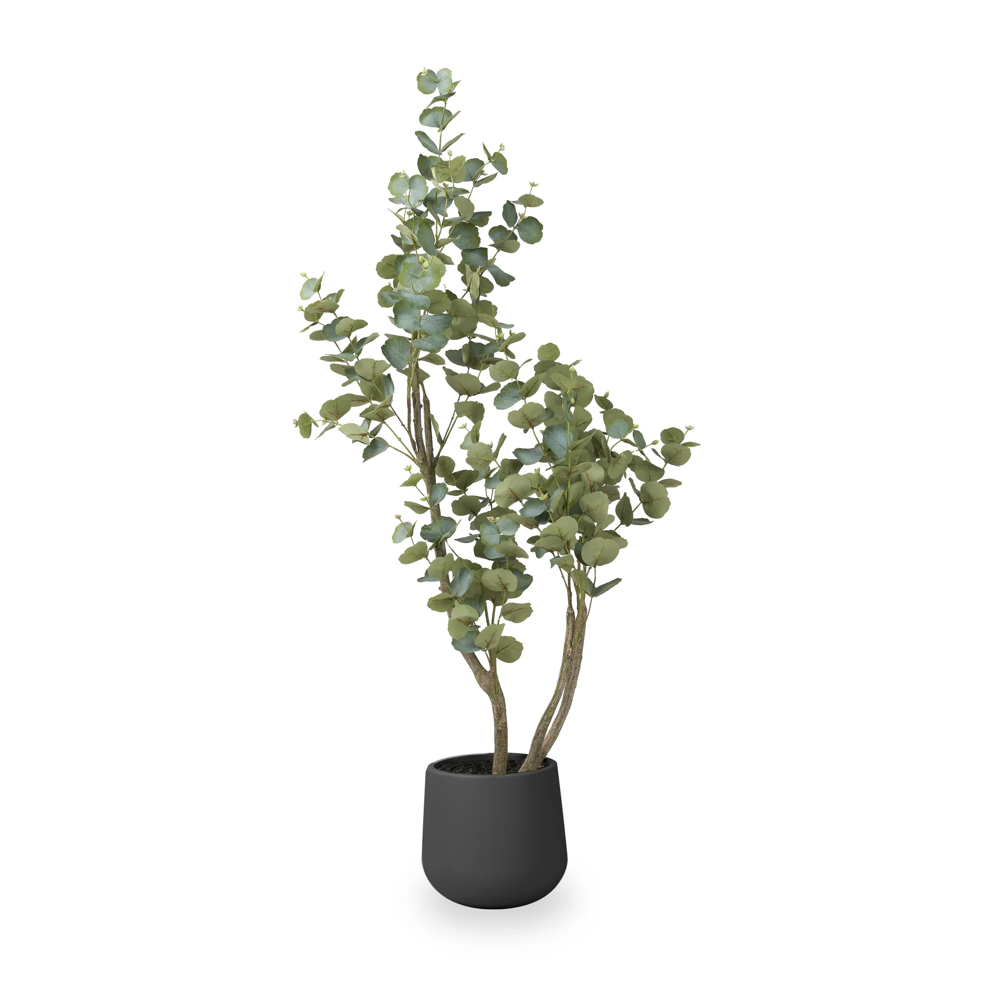 Eucalyptus Tree in Pot - Image 4