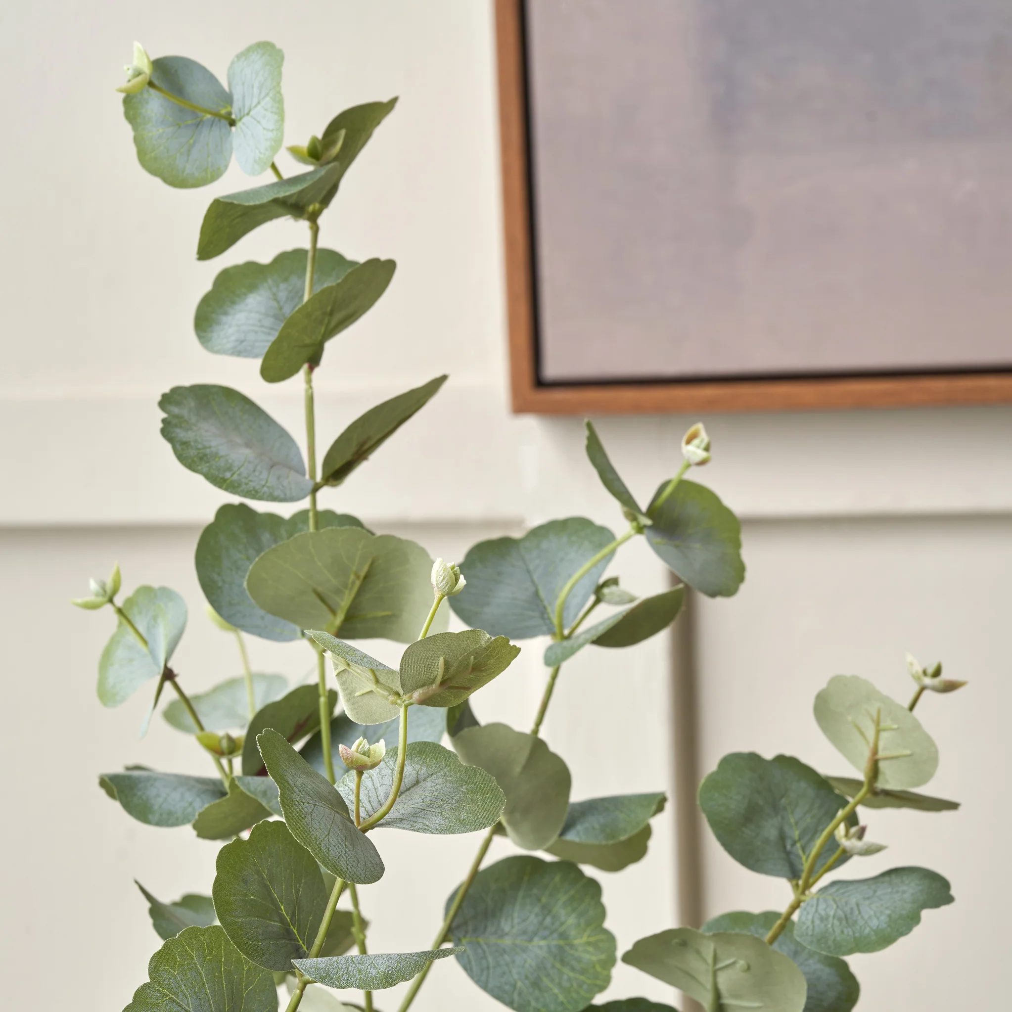Eucalyptus Tree in Pot - Image 7