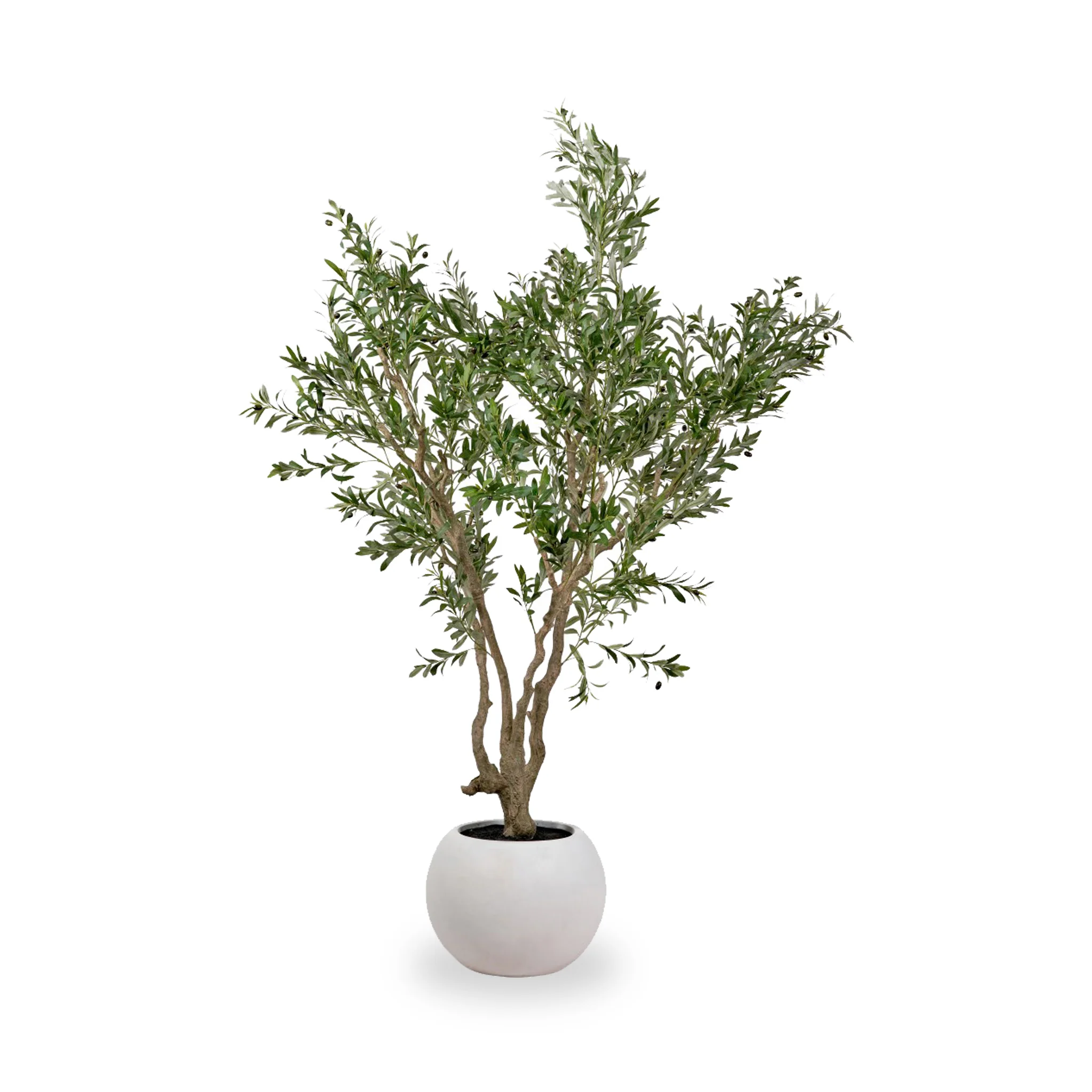 Extra Large Olive Tree - Image 2