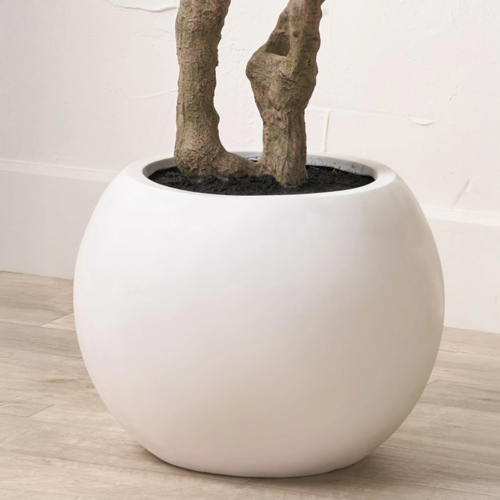 Extra Large Olive Tree - Image 3