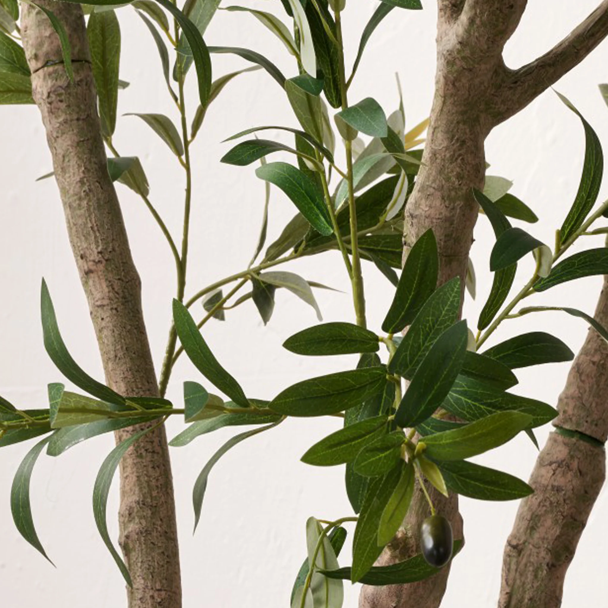 Extra Large Olive Tree - Image 4