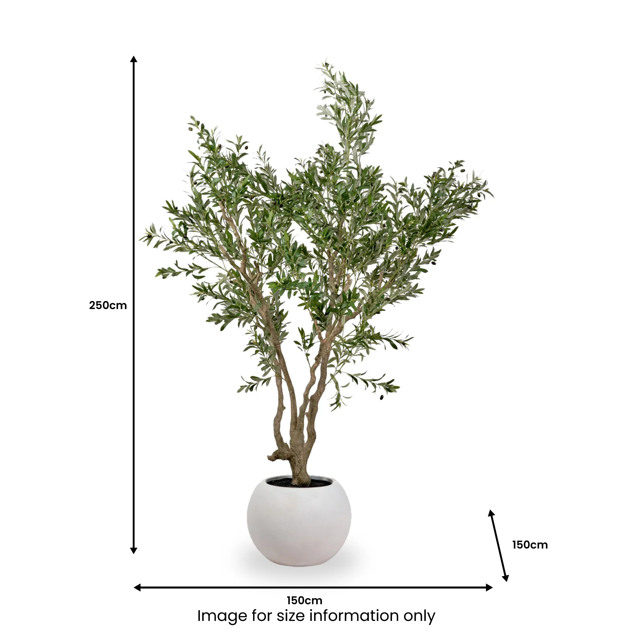 Extra Large Olive Tree - Image 5