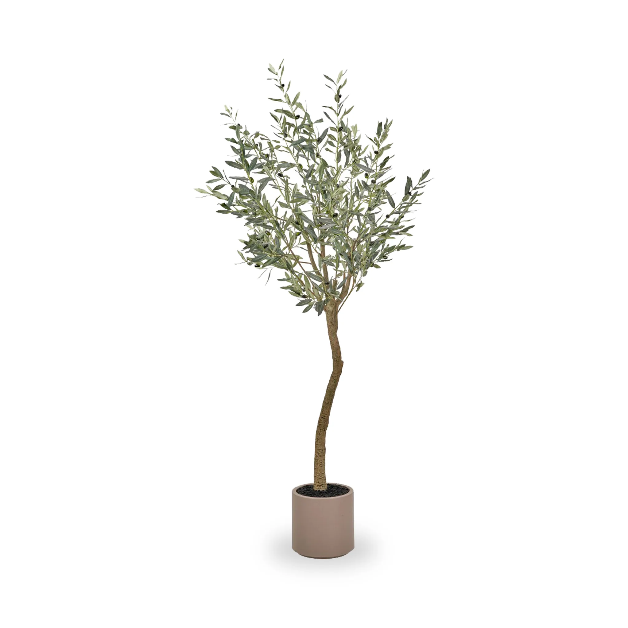 Large Olive Tree - Image 2