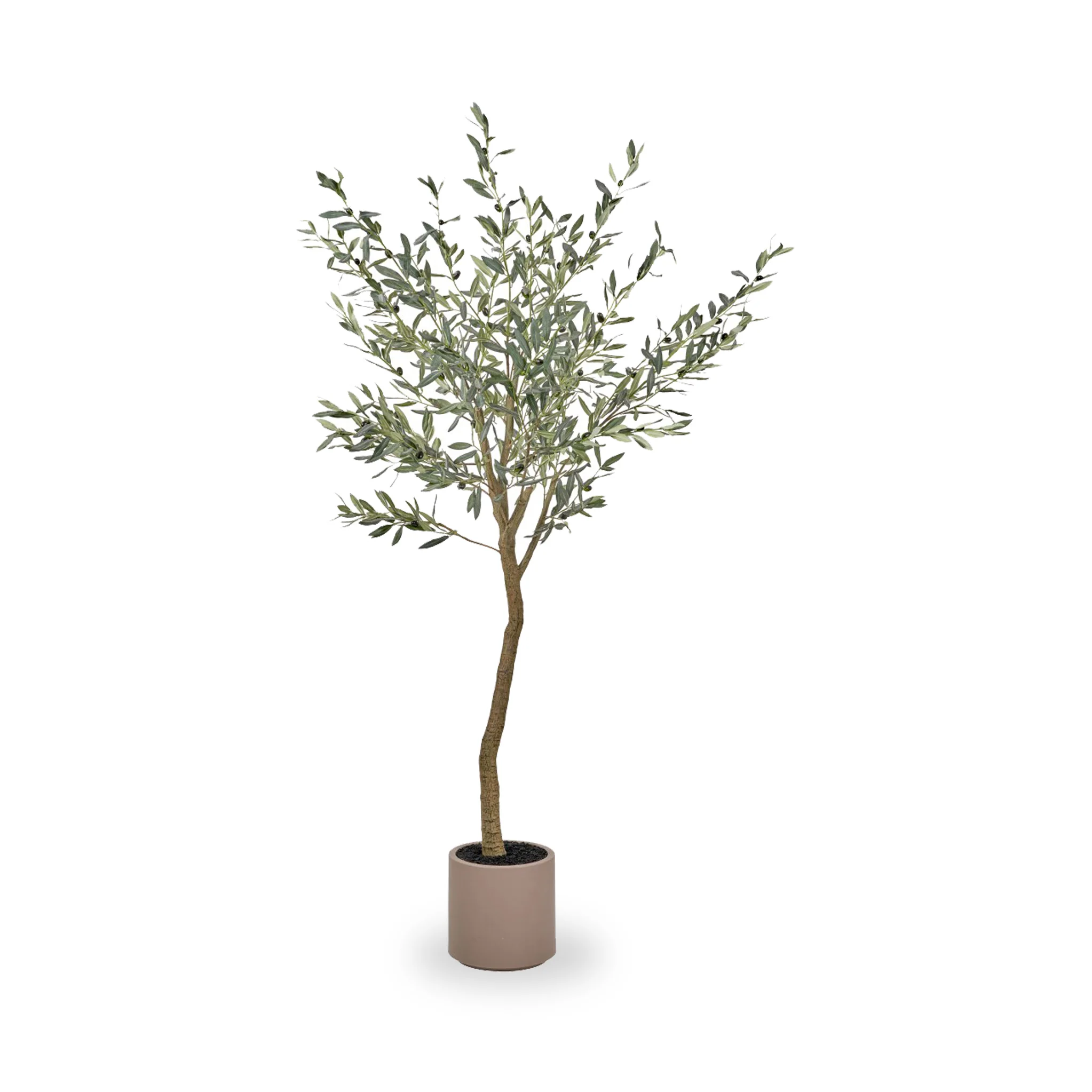 Large Olive Tree - Image 3