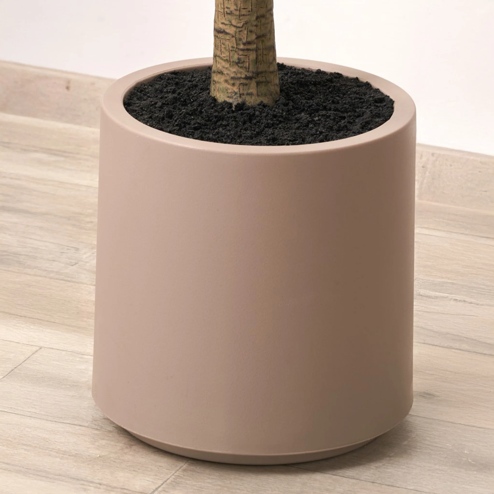 Large Olive Tree - Image 4