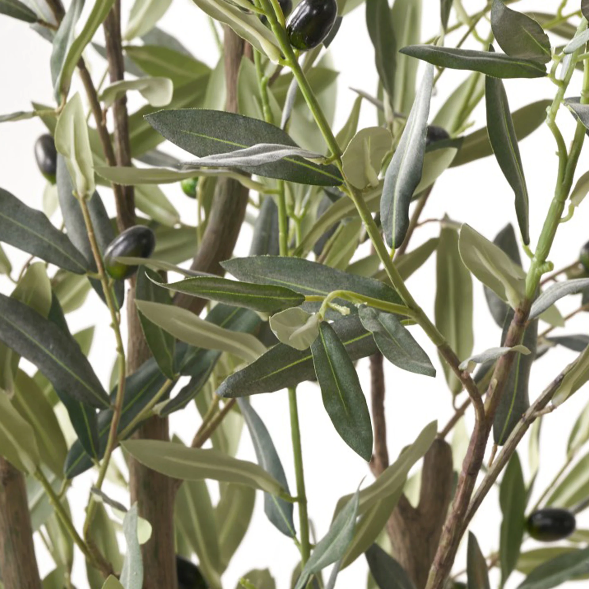 Large Olive Tree - Image 5