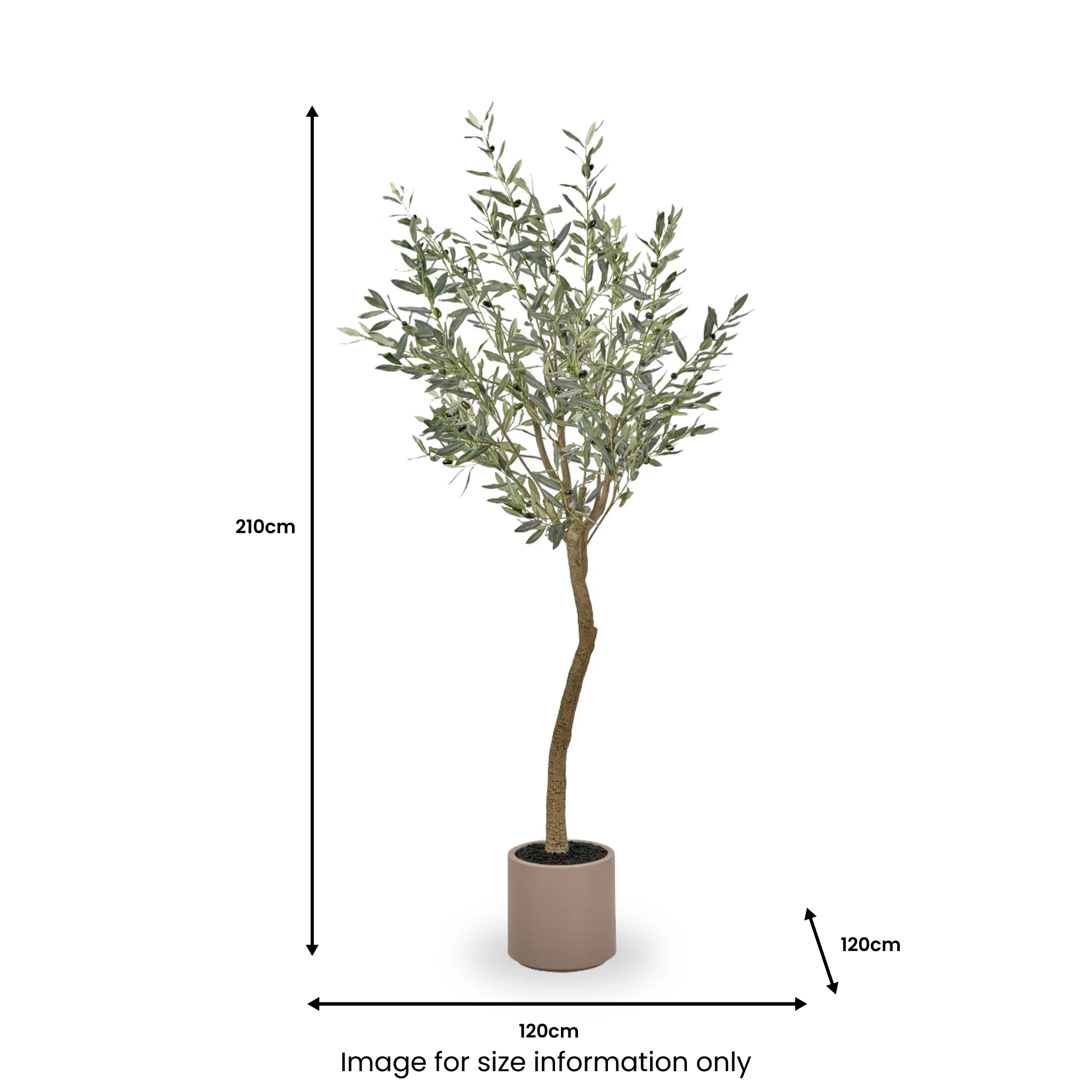Large Olive Tree - Image 7