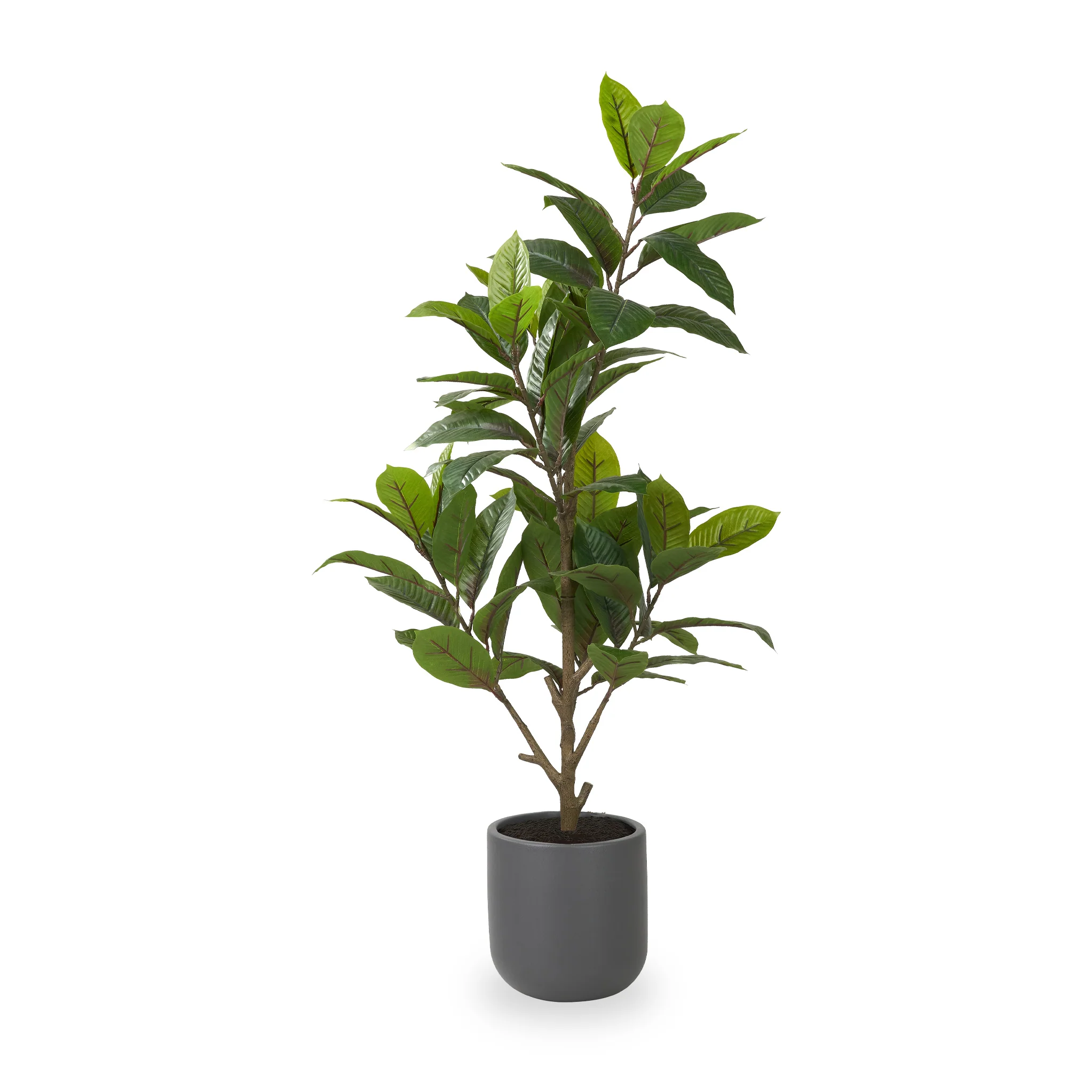 Magnolia Tree in Pot - Image 3
