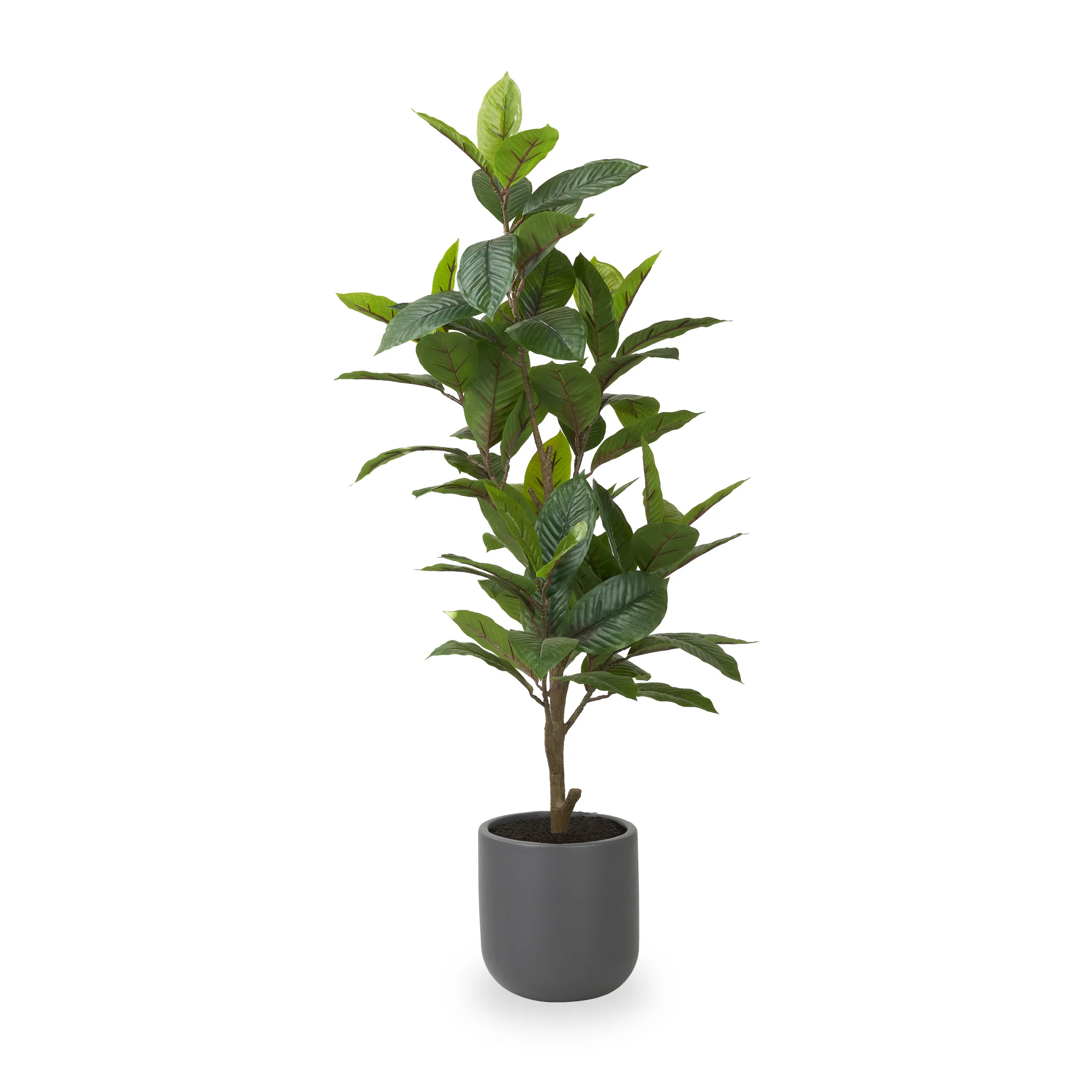 Magnolia Tree in Pot - Image 4