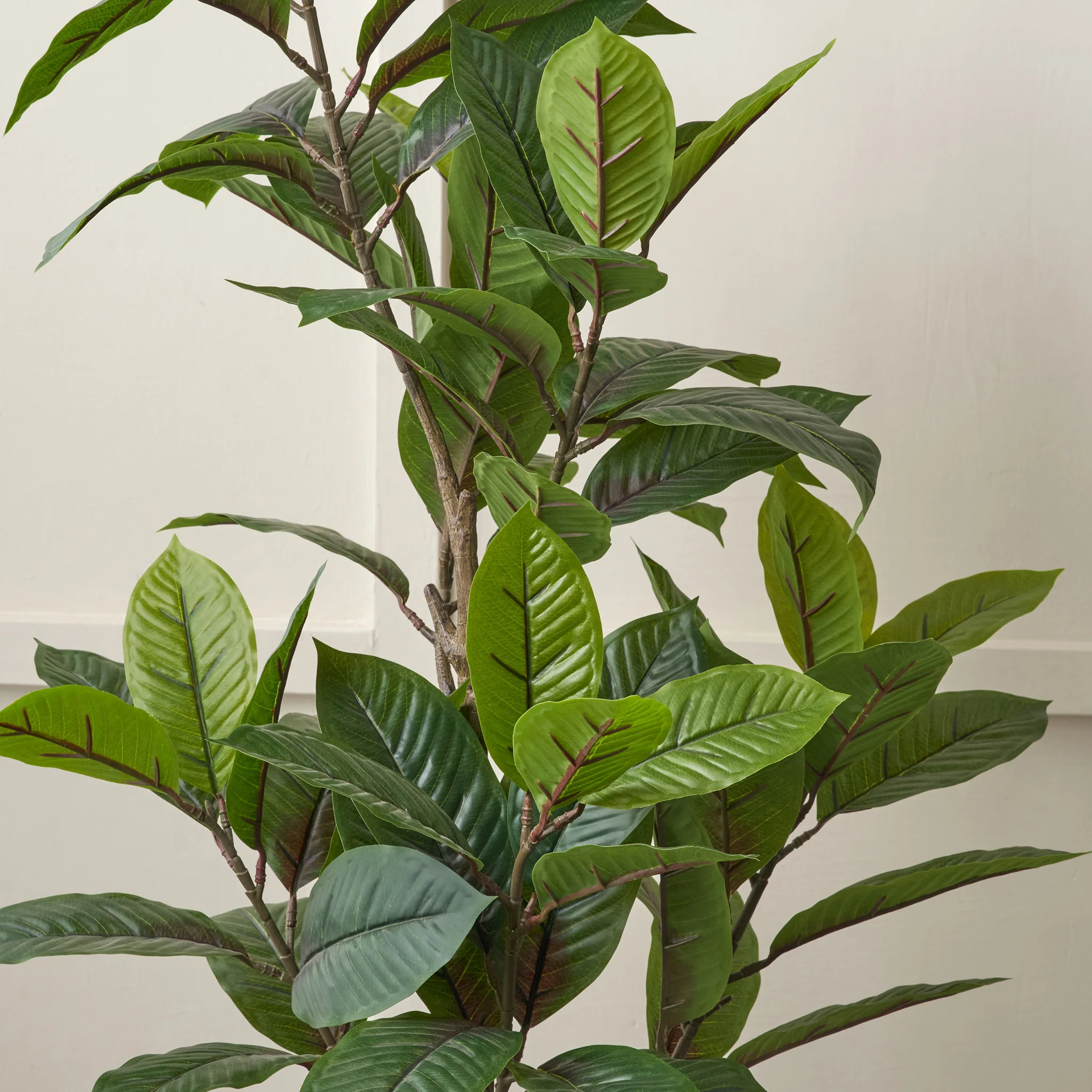 Magnolia Tree in Pot - Image 5
