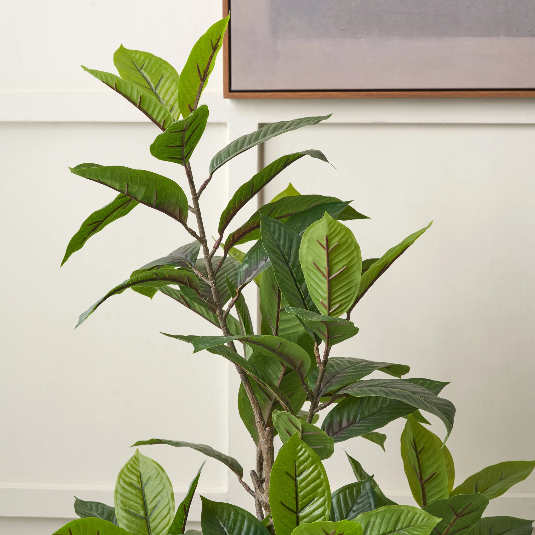 Magnolia Tree in Pot - Image 6