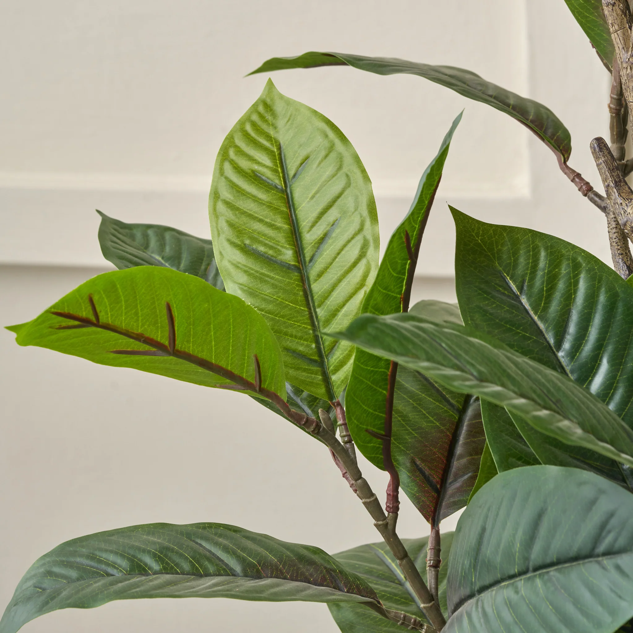 Magnolia Tree in Pot - Image 7