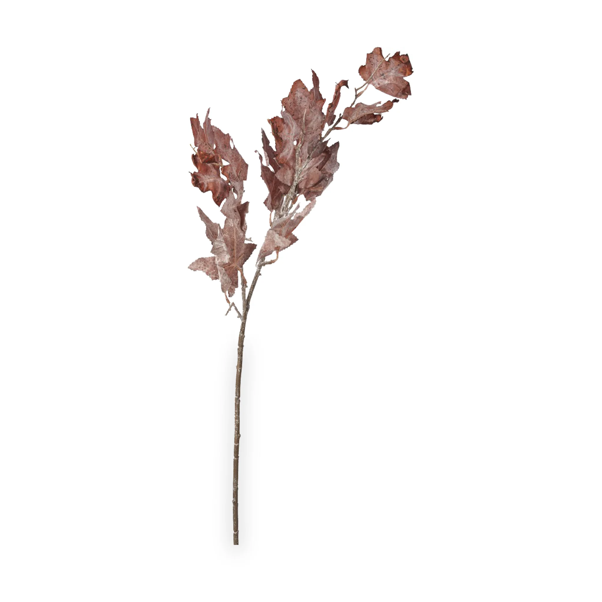 Mulberry Brown Dried Flower Bunch - Image 10