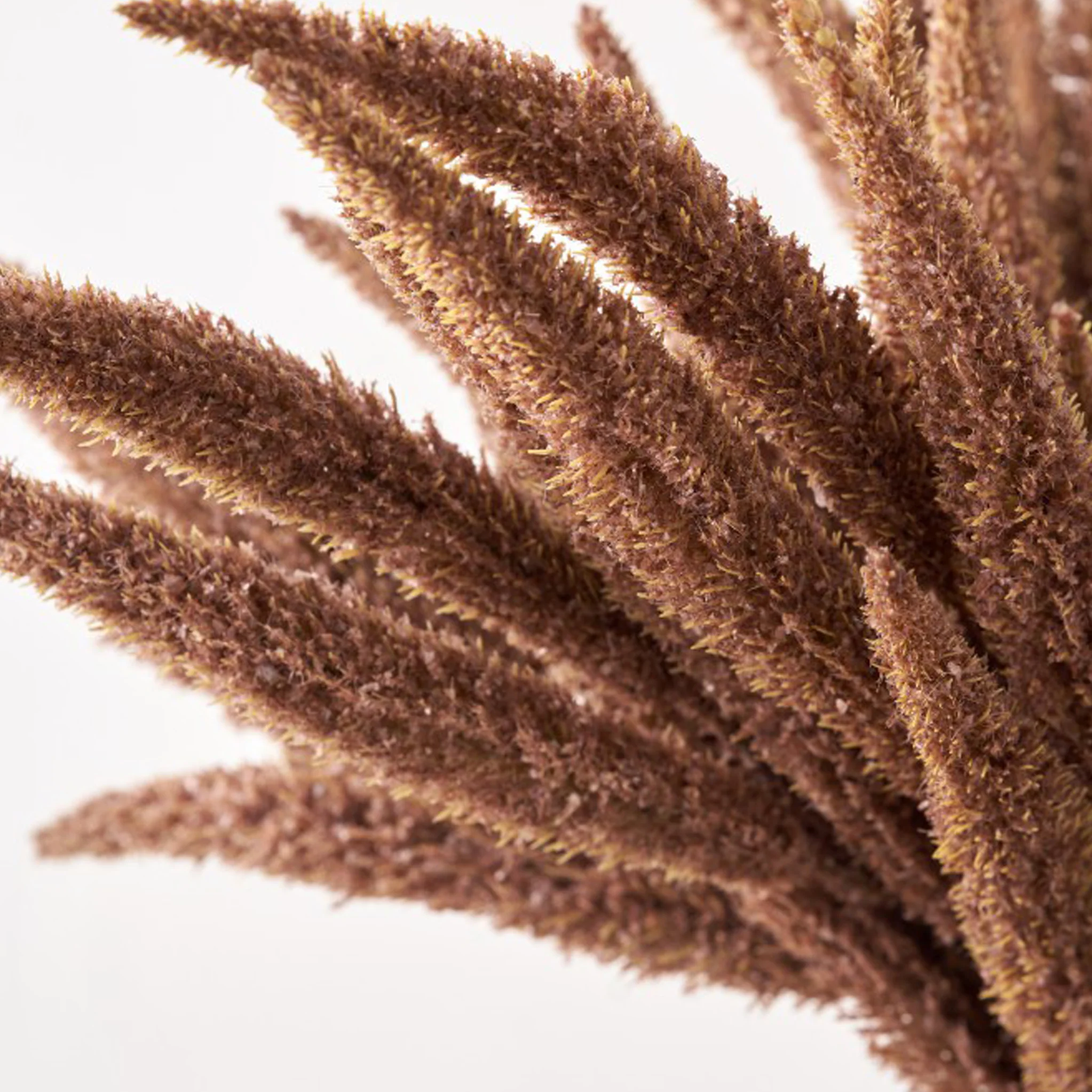 Mulberry Brown Dried Flower Bunch - Image 3