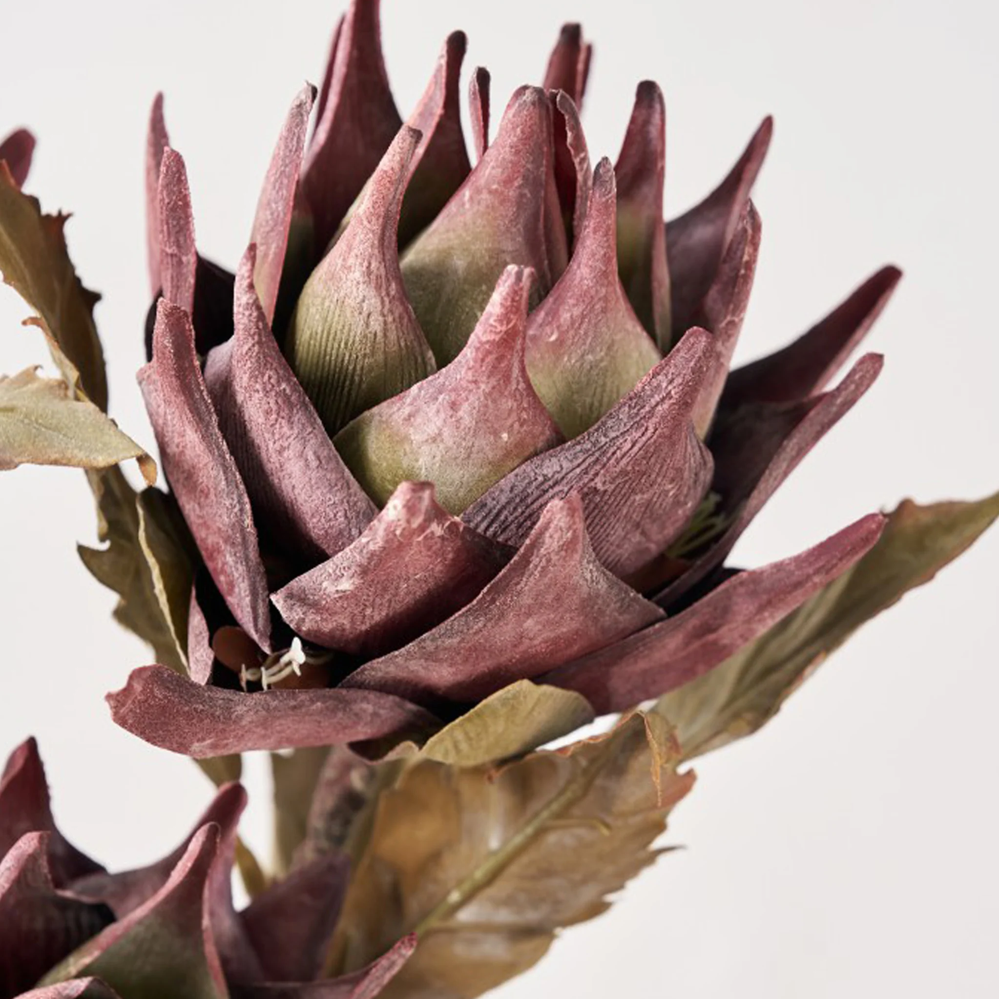 Mulberry Brown Dried Flower Bunch - Image 4