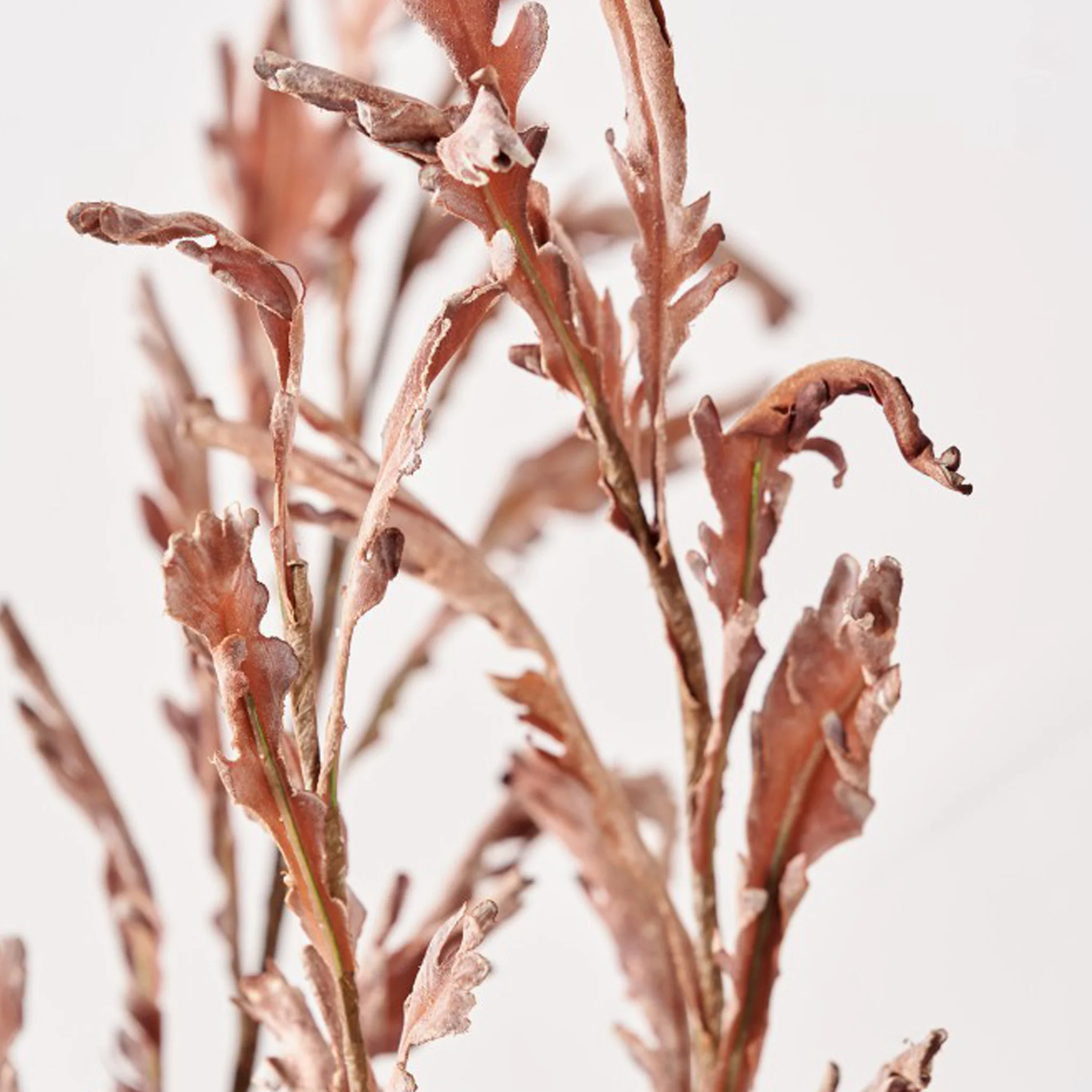 Mulberry Brown Dried Flower Bunch - Image 6