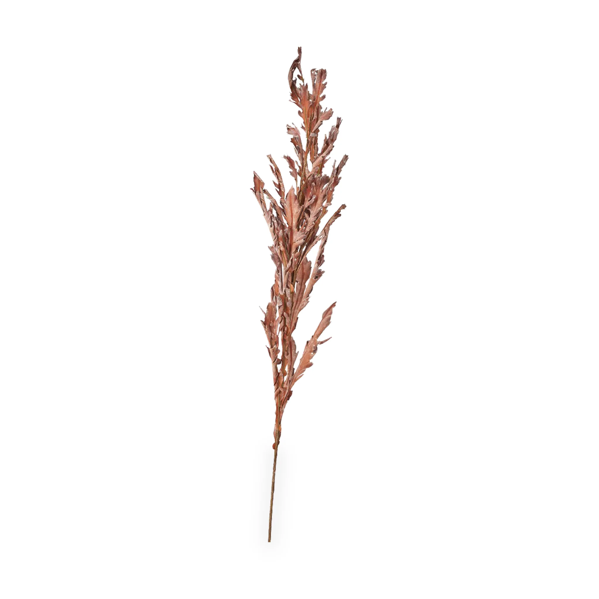 Mulberry Brown Dried Flower Bunch - Image 8