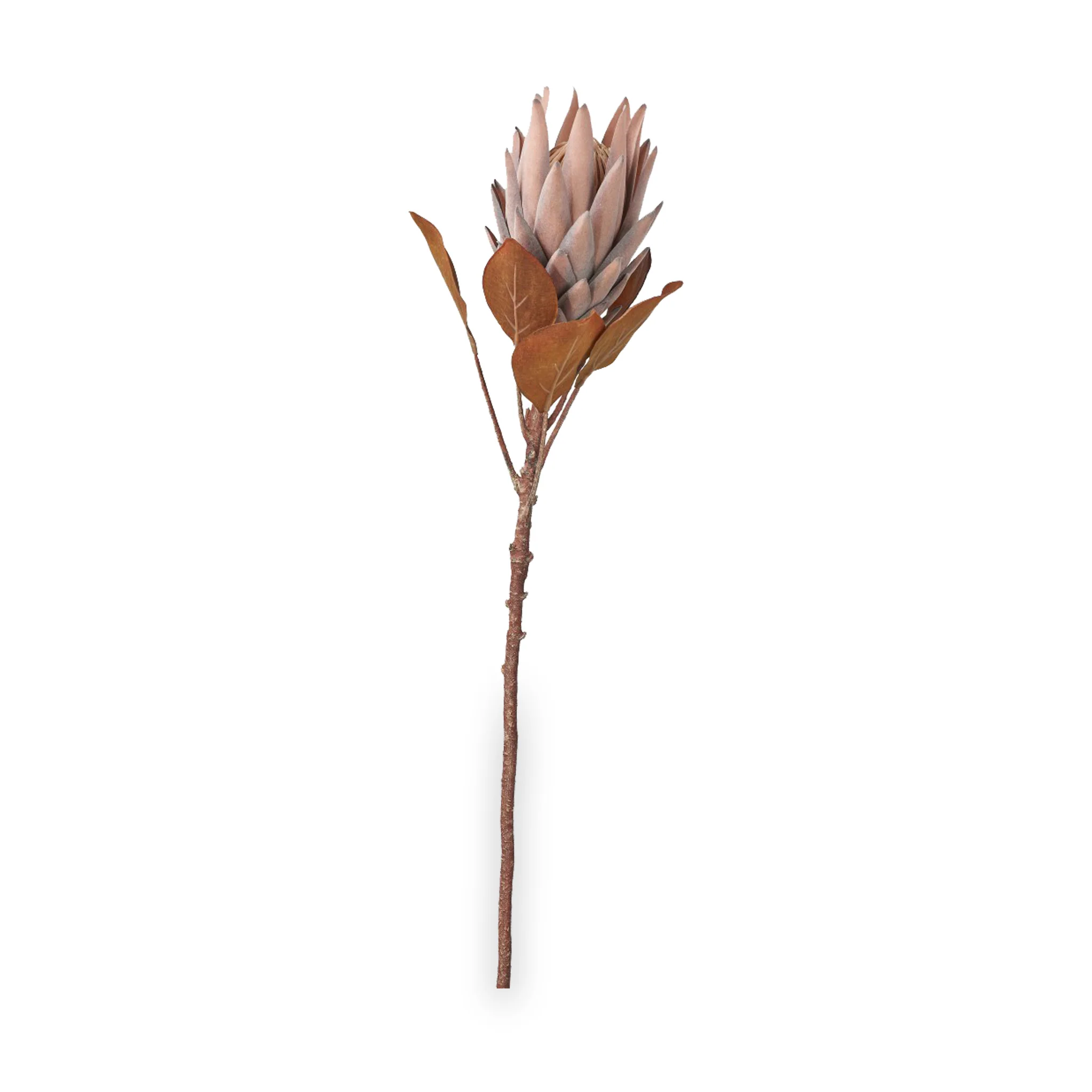 Mulberry Brown Dried Flower Bunch - Image 9