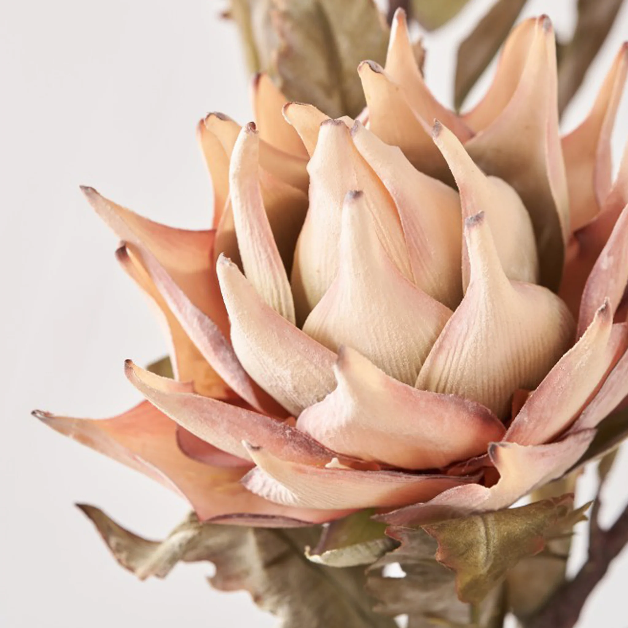 Natural Apricot Dried Flower Bunch - Image 4