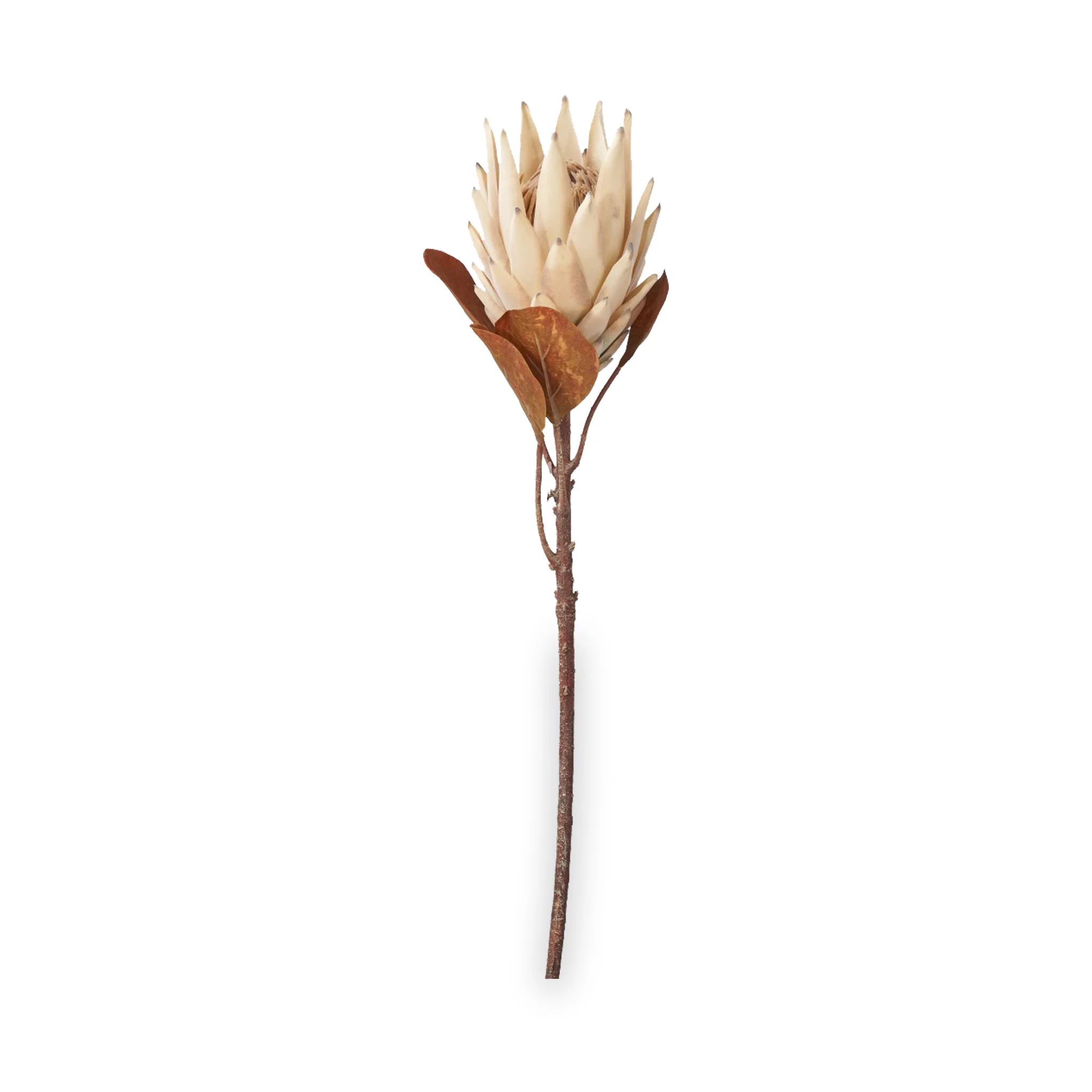 Natural Apricot Dried Flower Bunch - Image 8