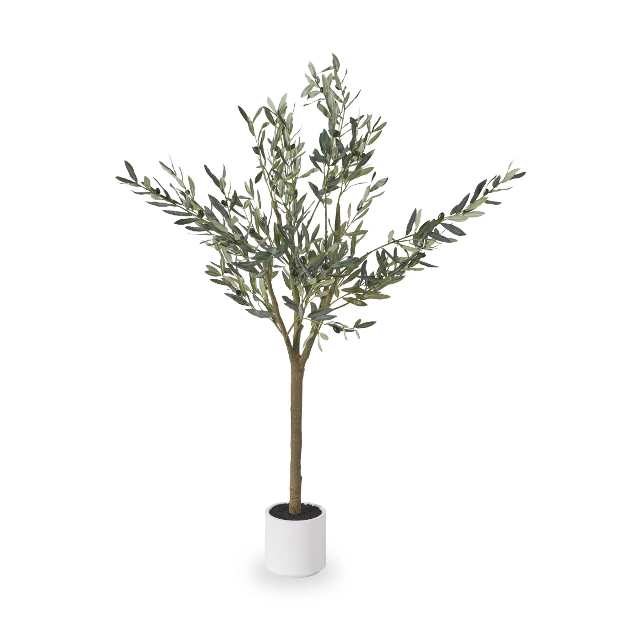 Olive Tree In Pot - Image 2