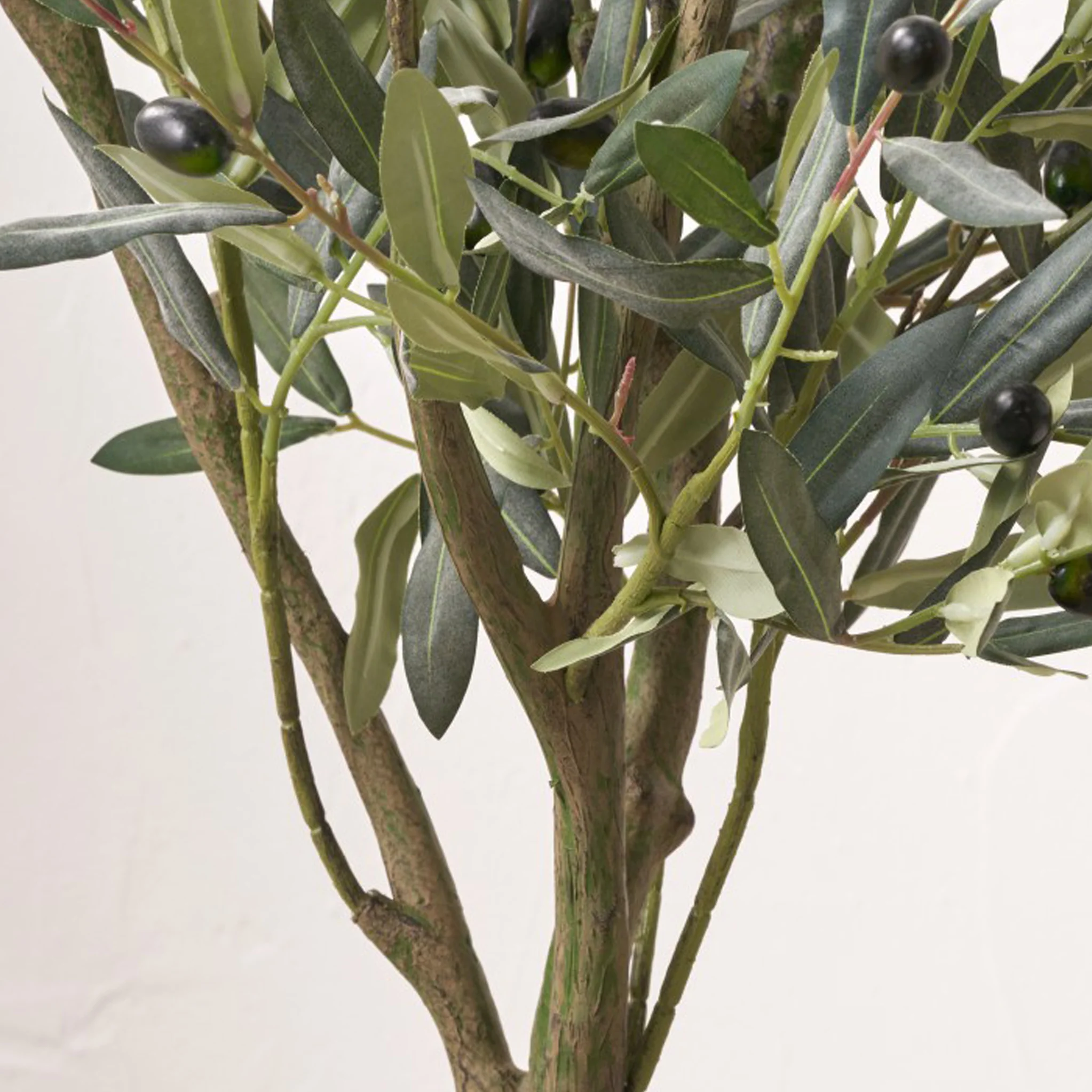 Olive Tree In Pot - Image 4
