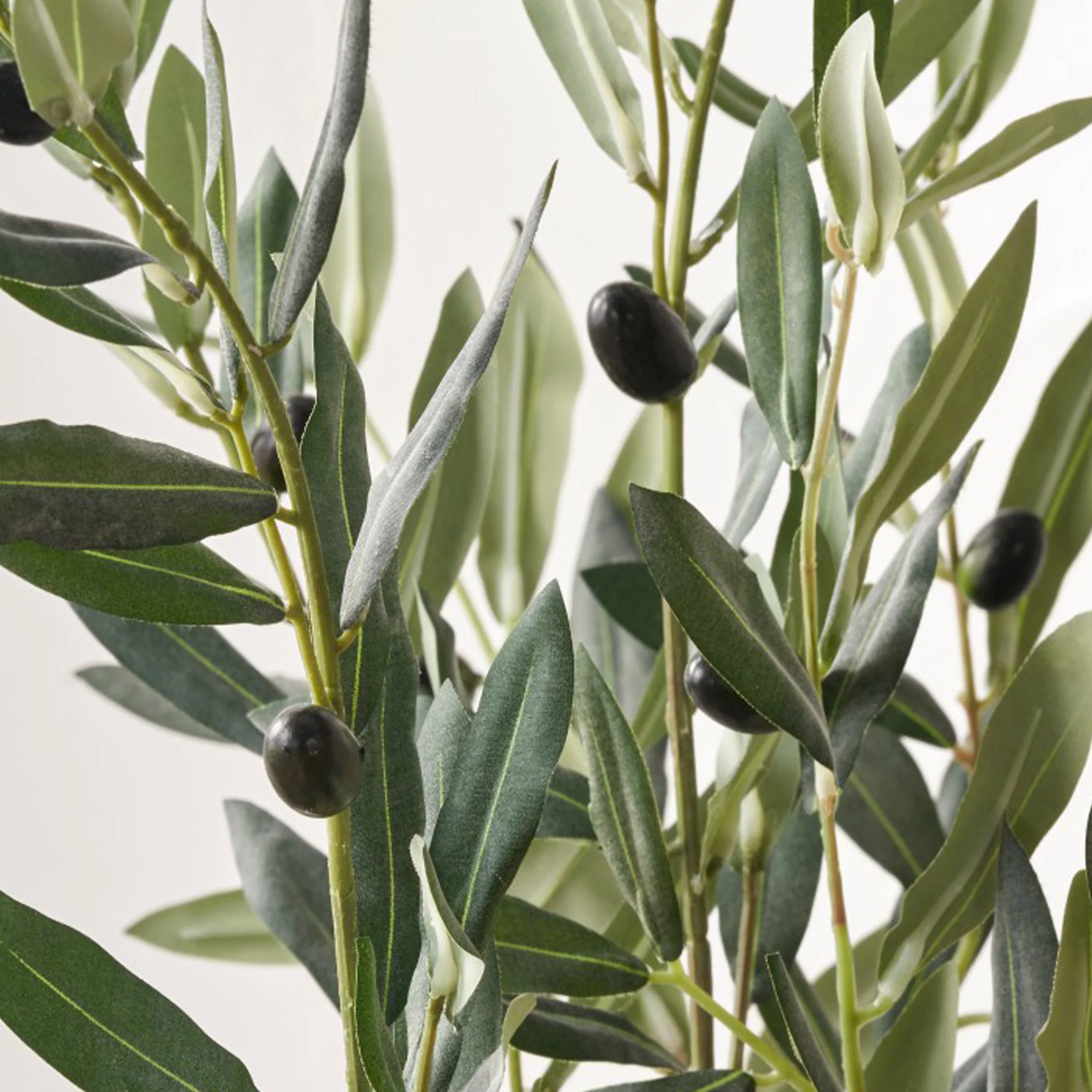 Olive Tree In Pot - Image 5