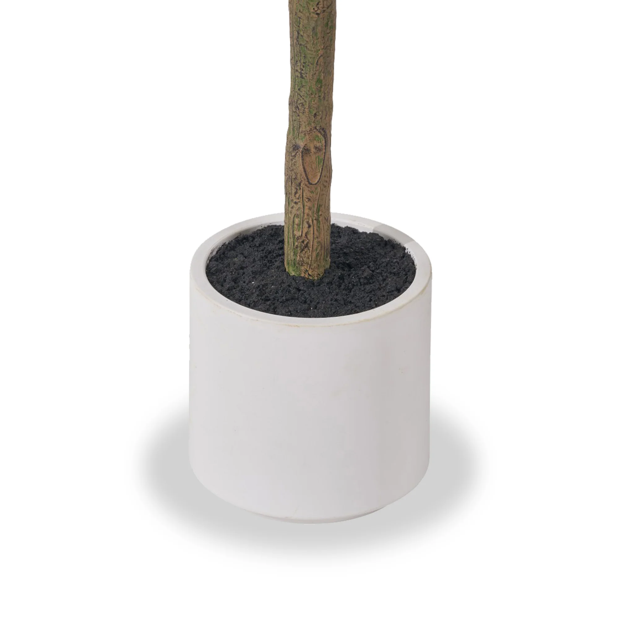 Olive Tree In Pot - Image 6